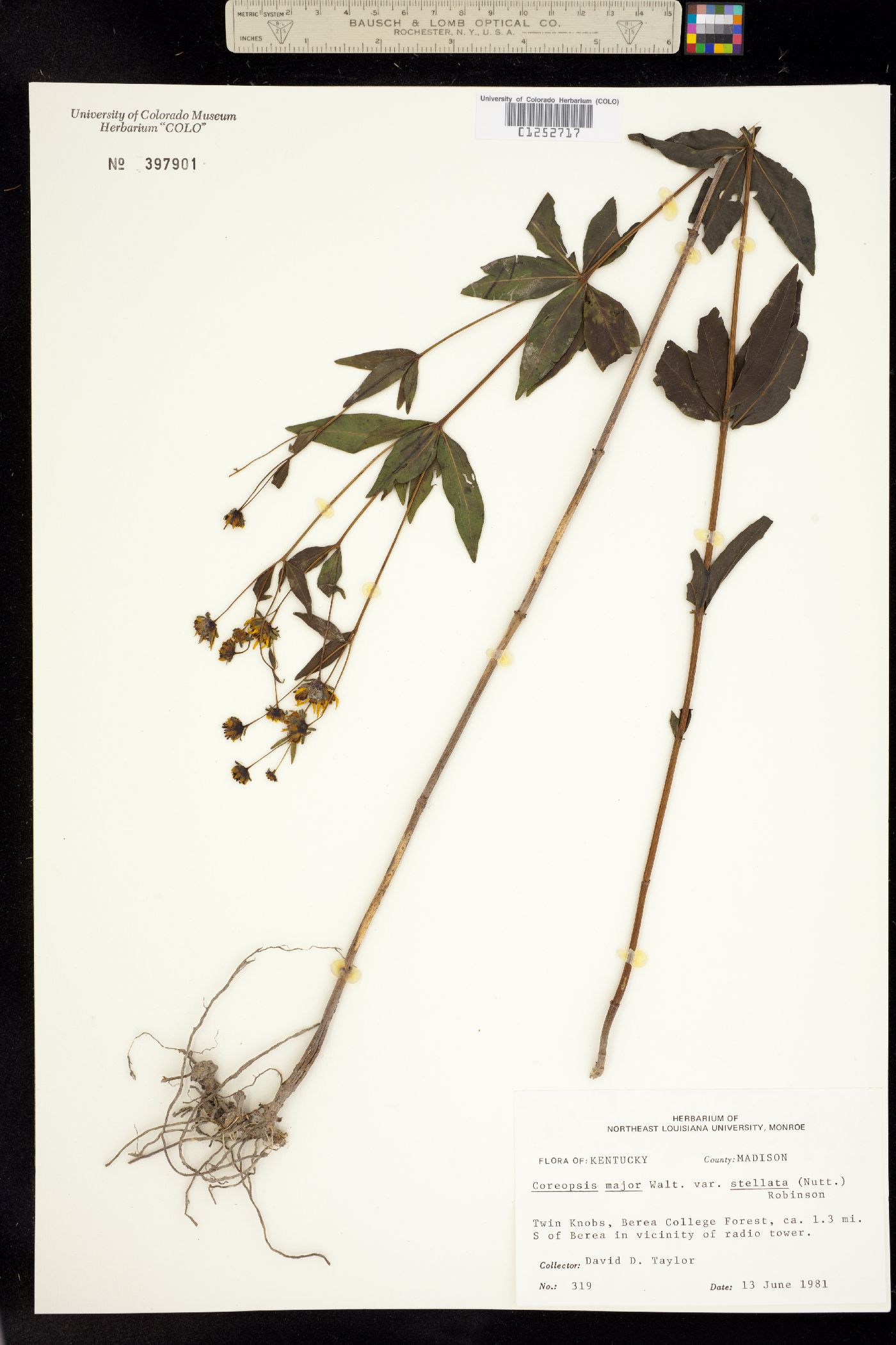 Coreopsis image
