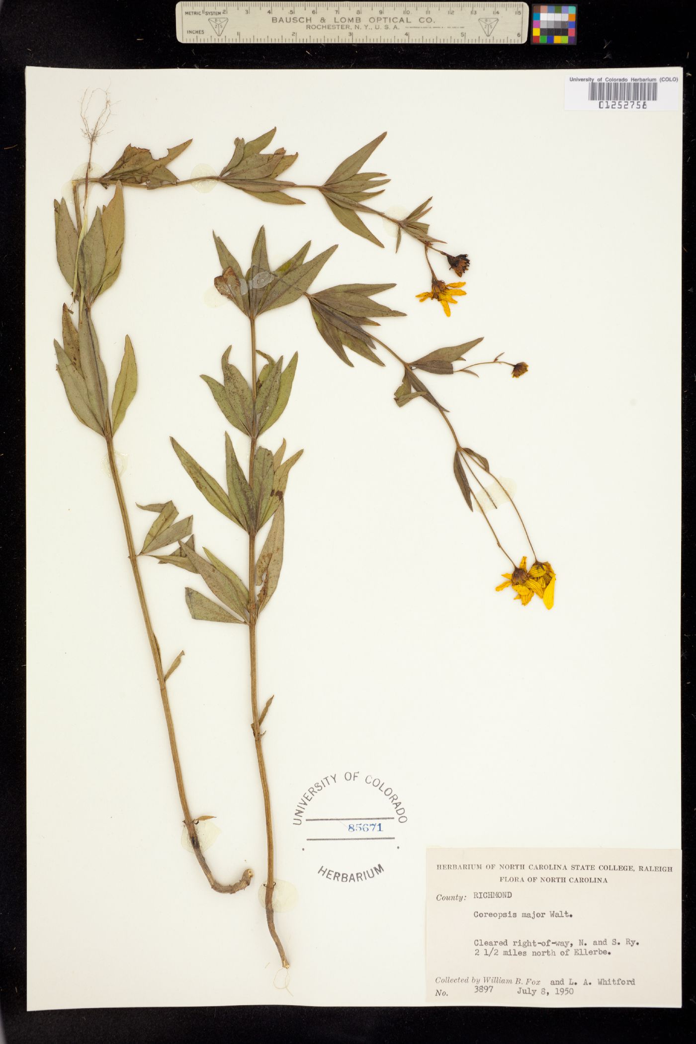 Coreopsis major image