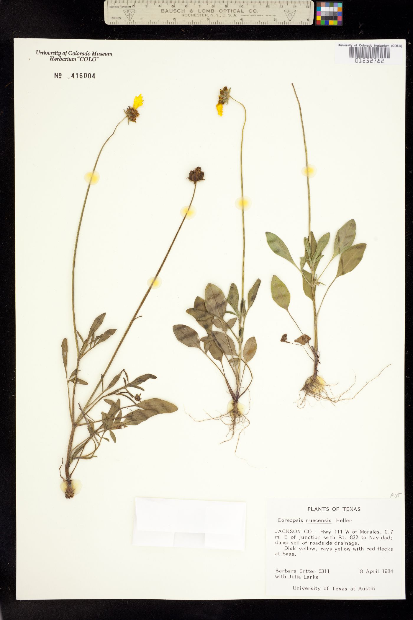 Coreopsis nuecensis image