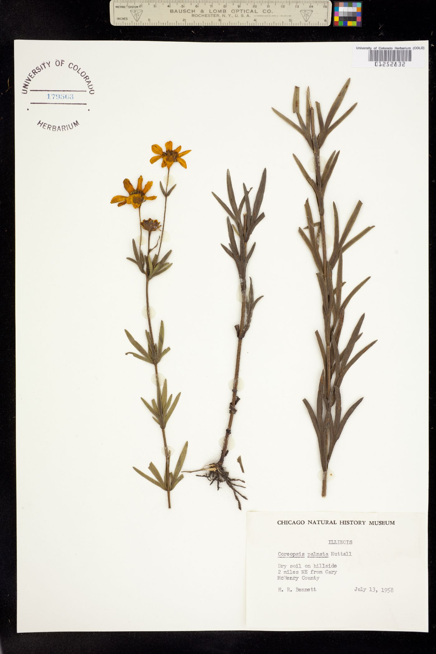 Coreopsis palmata image
