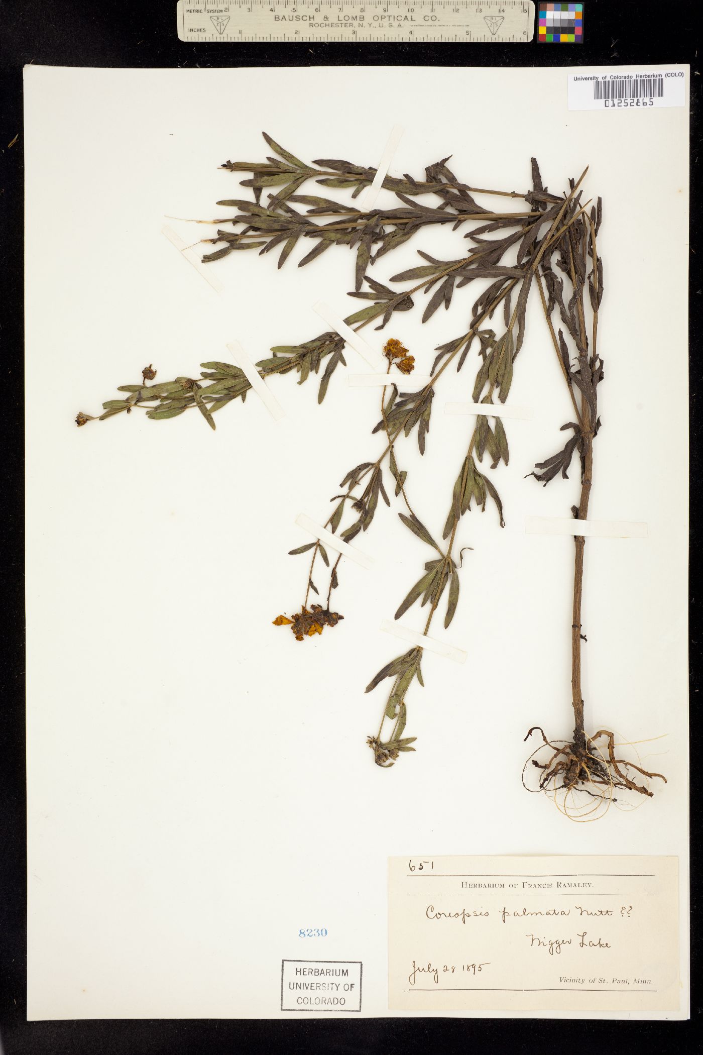 Coreopsis palmata image