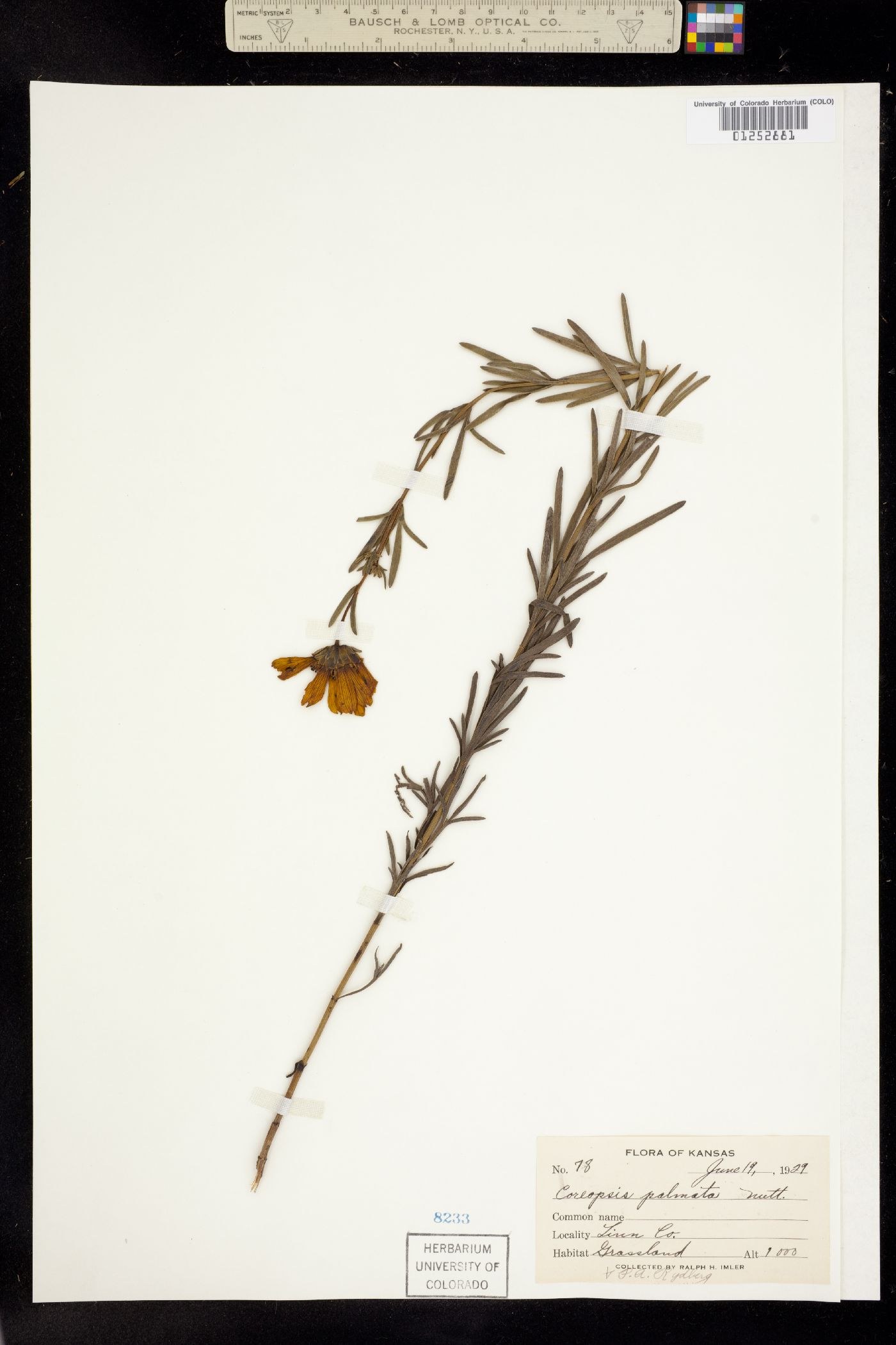 Coreopsis palmata image