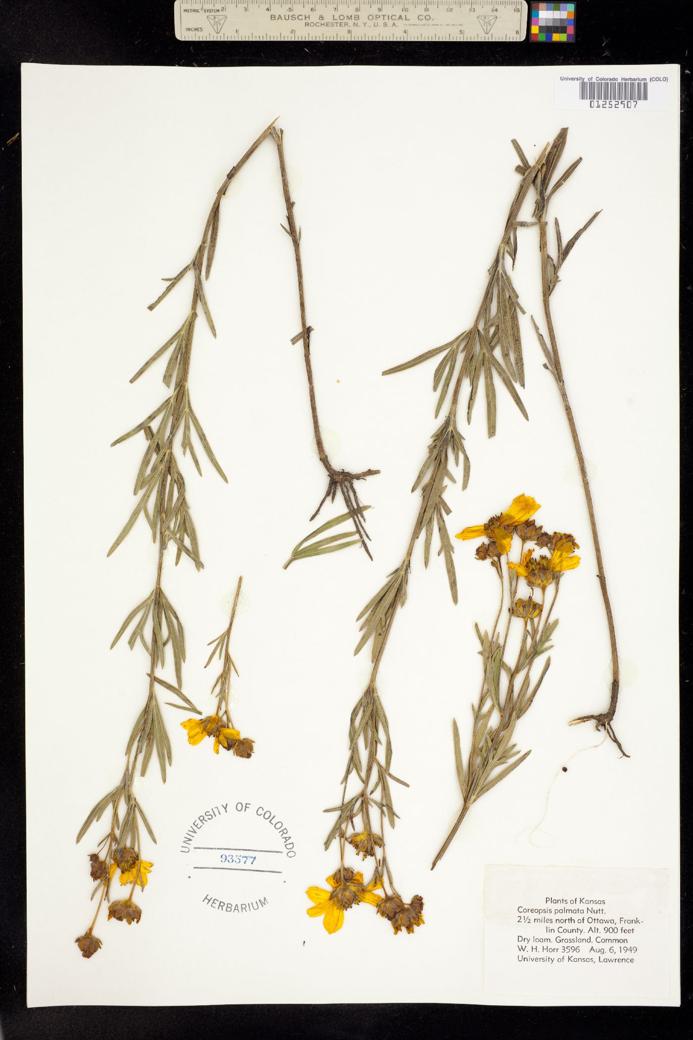 Coreopsis palmata image