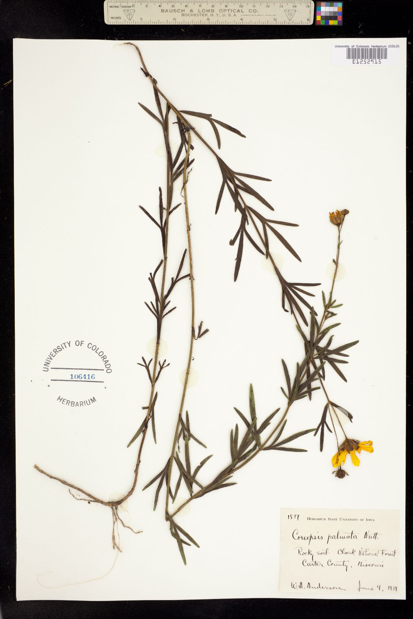 Coreopsis palmata image