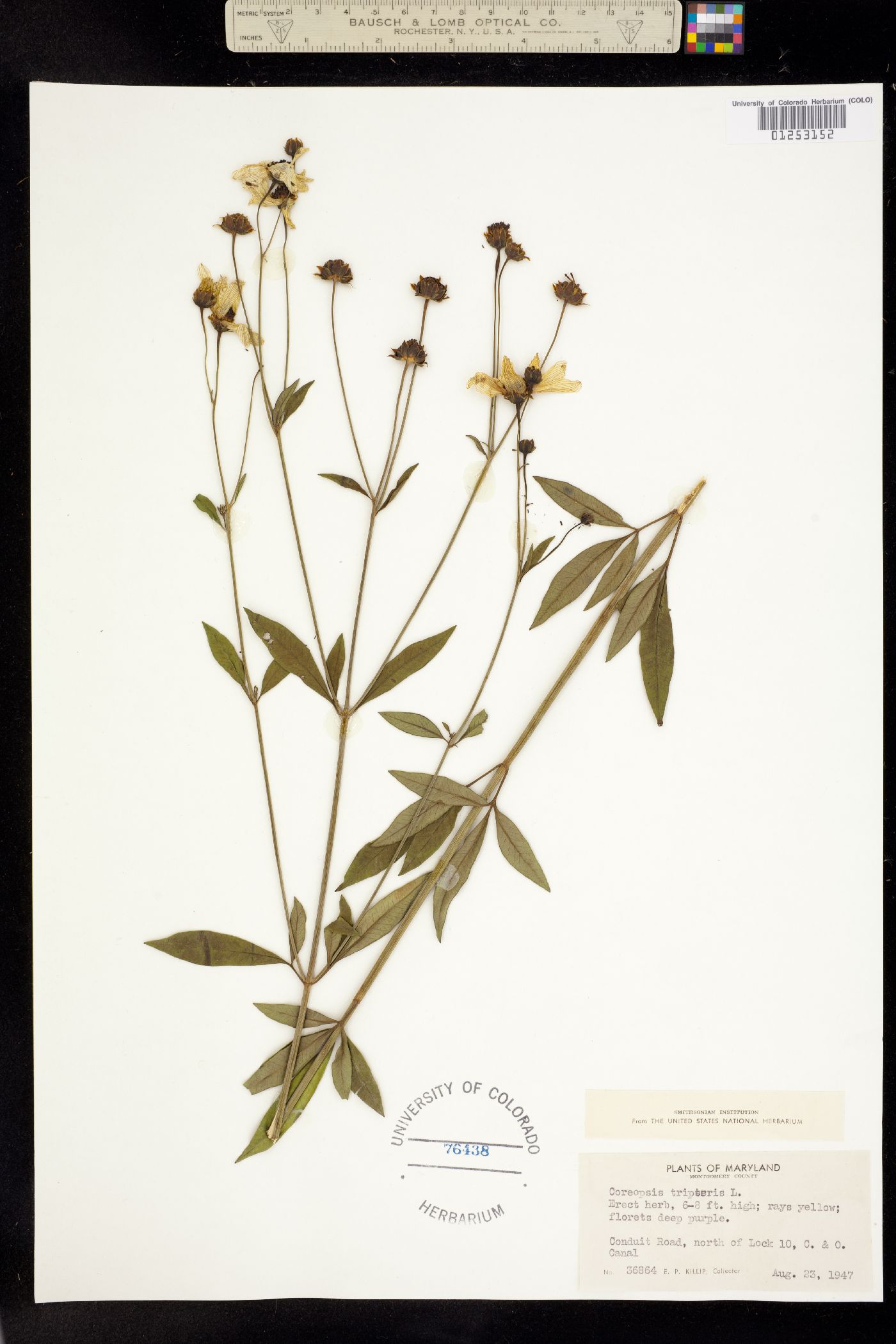 Coreopsis tripteris image