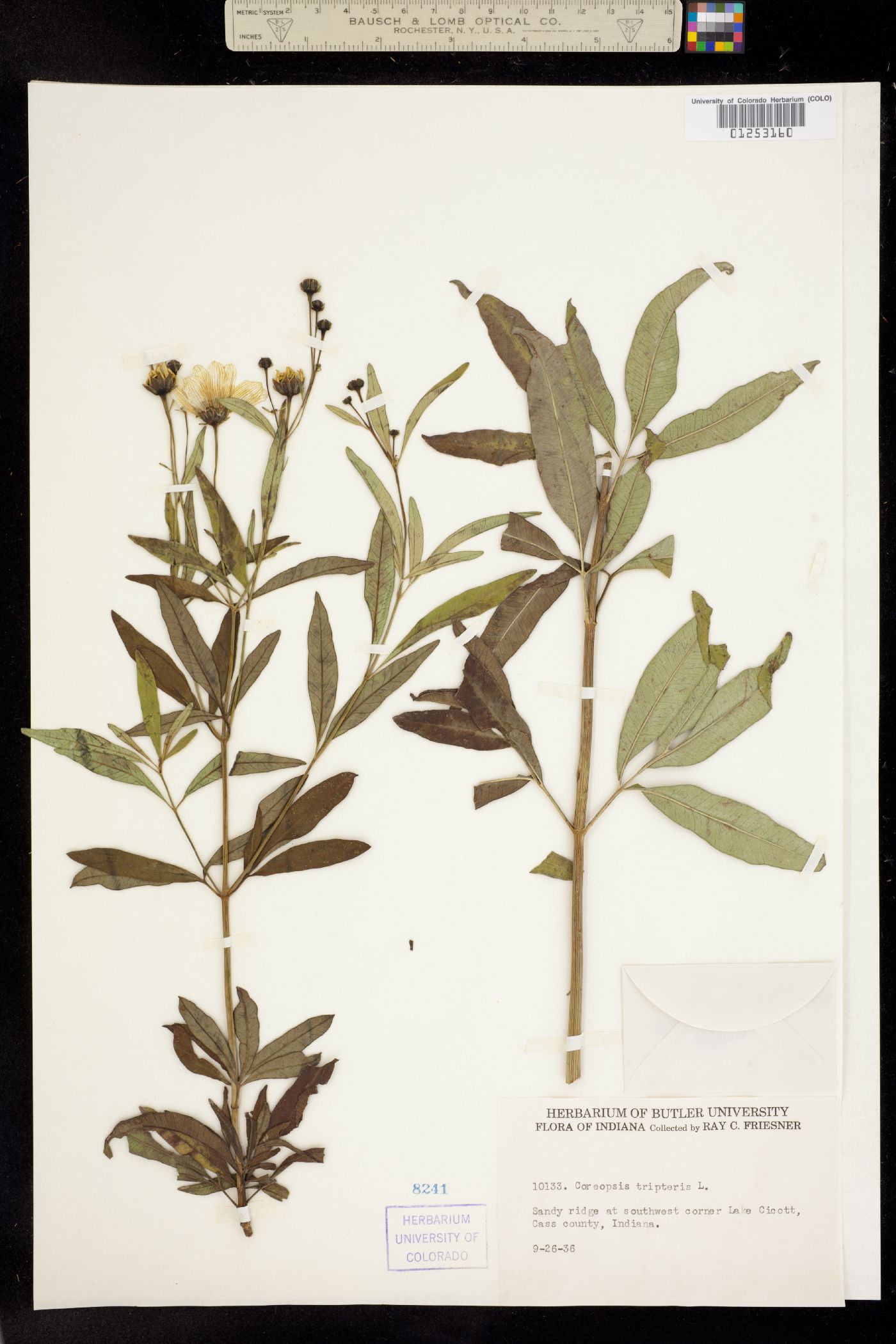Coreopsis tripteris image