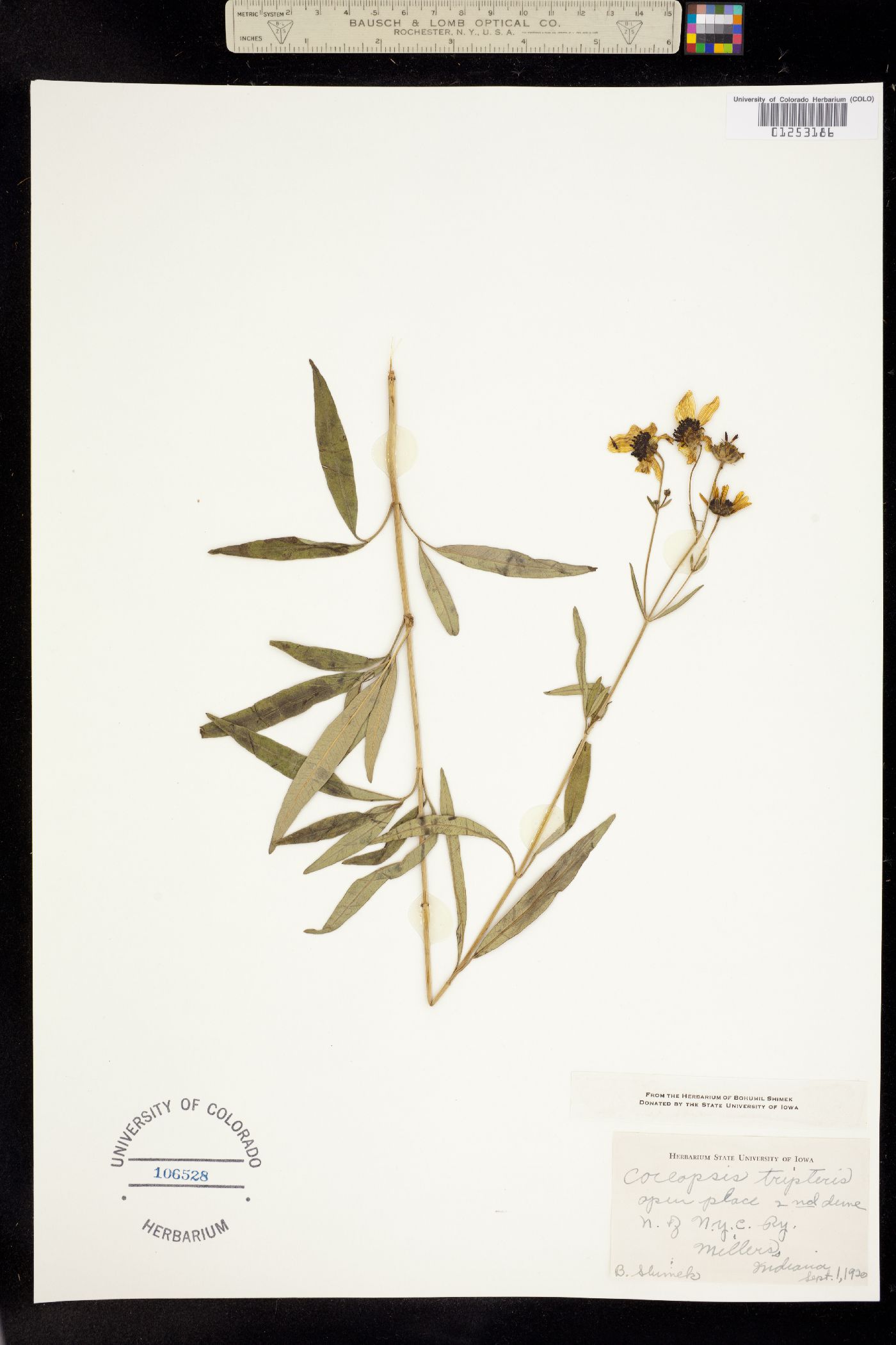 Coreopsis tripteris image