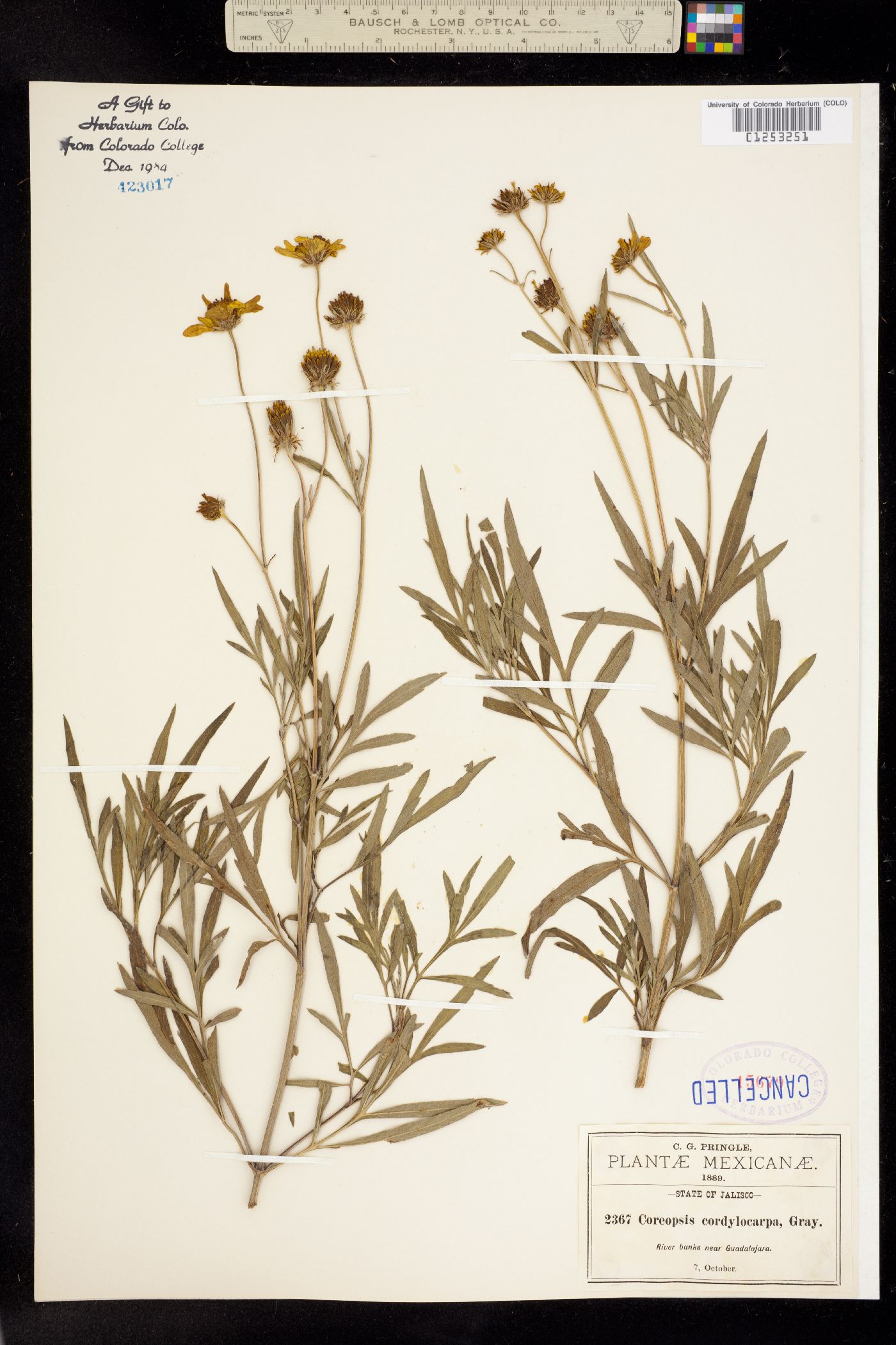 Bidens cordylocarpa image