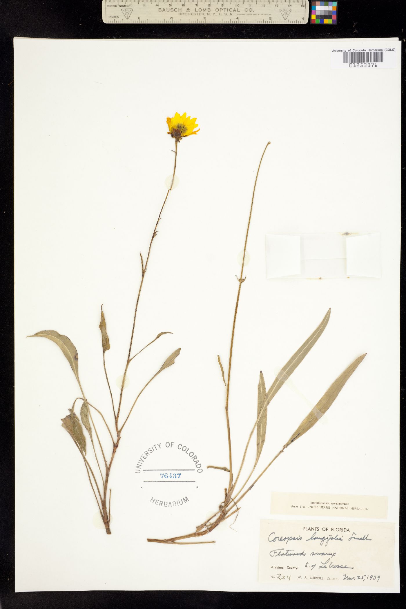 Coreopsis gladiata image