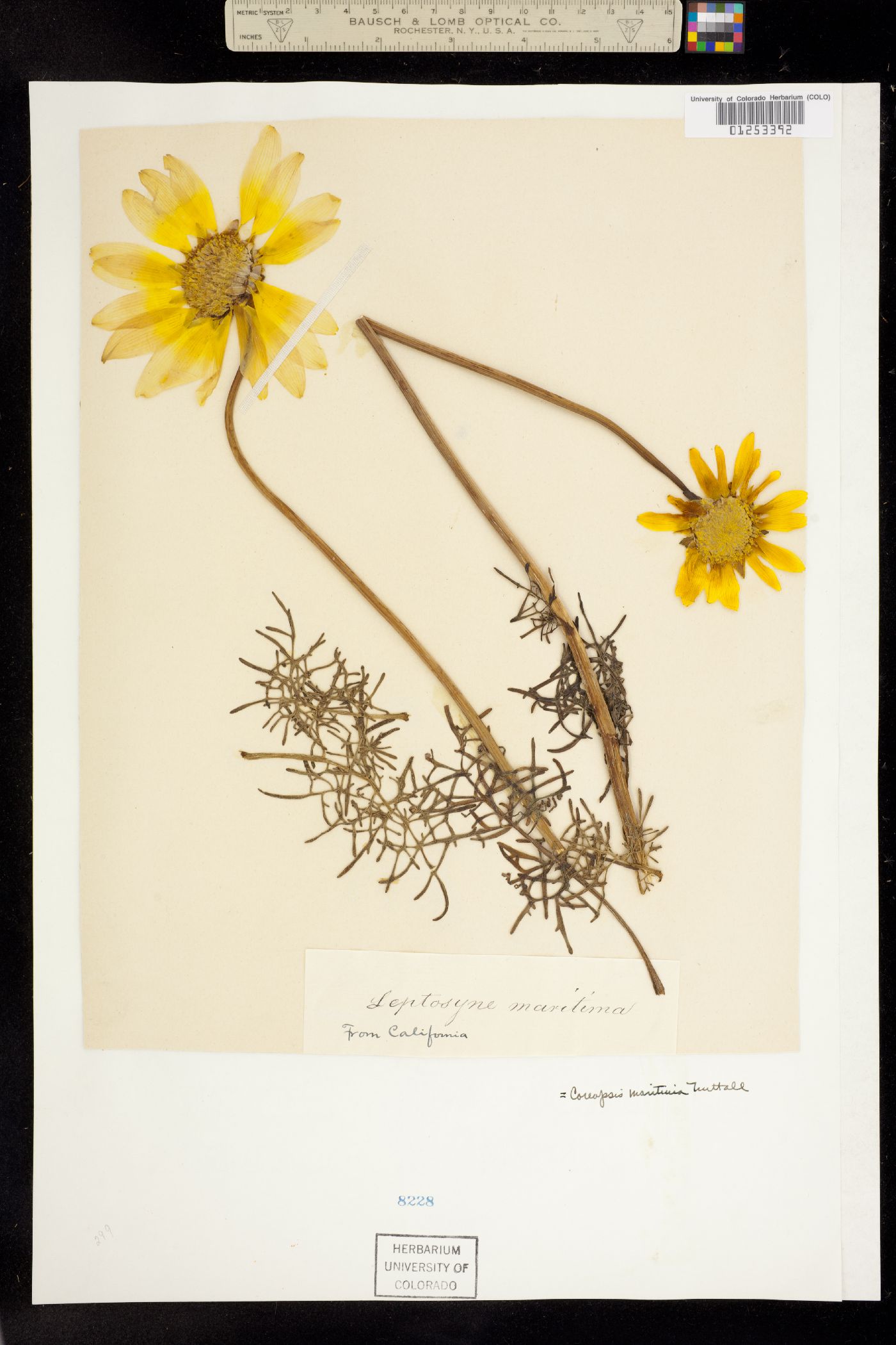 Coreopsis maritima image
