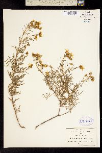 Coreopsis petrophila image