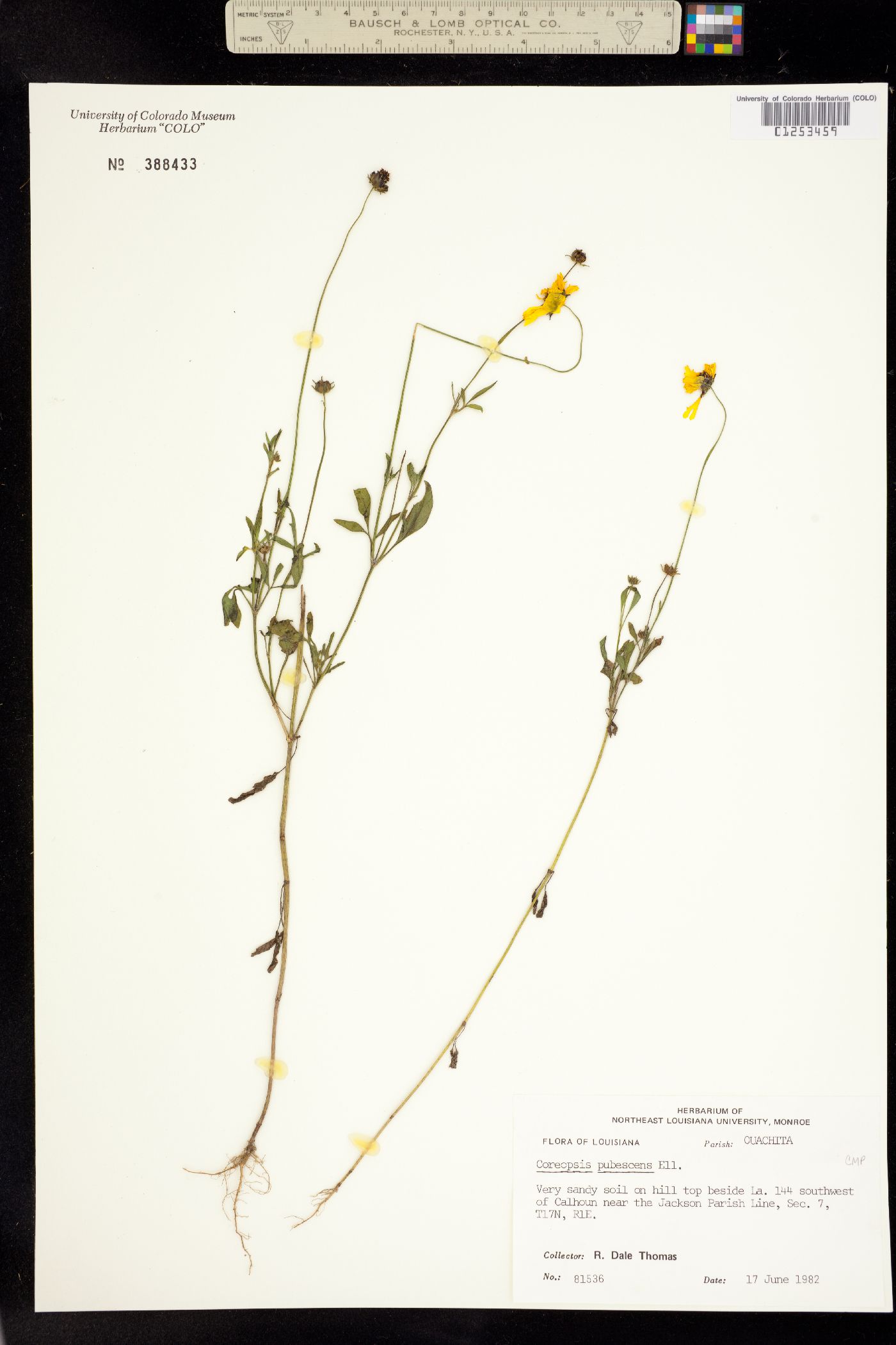 Coreopsis pubescens image