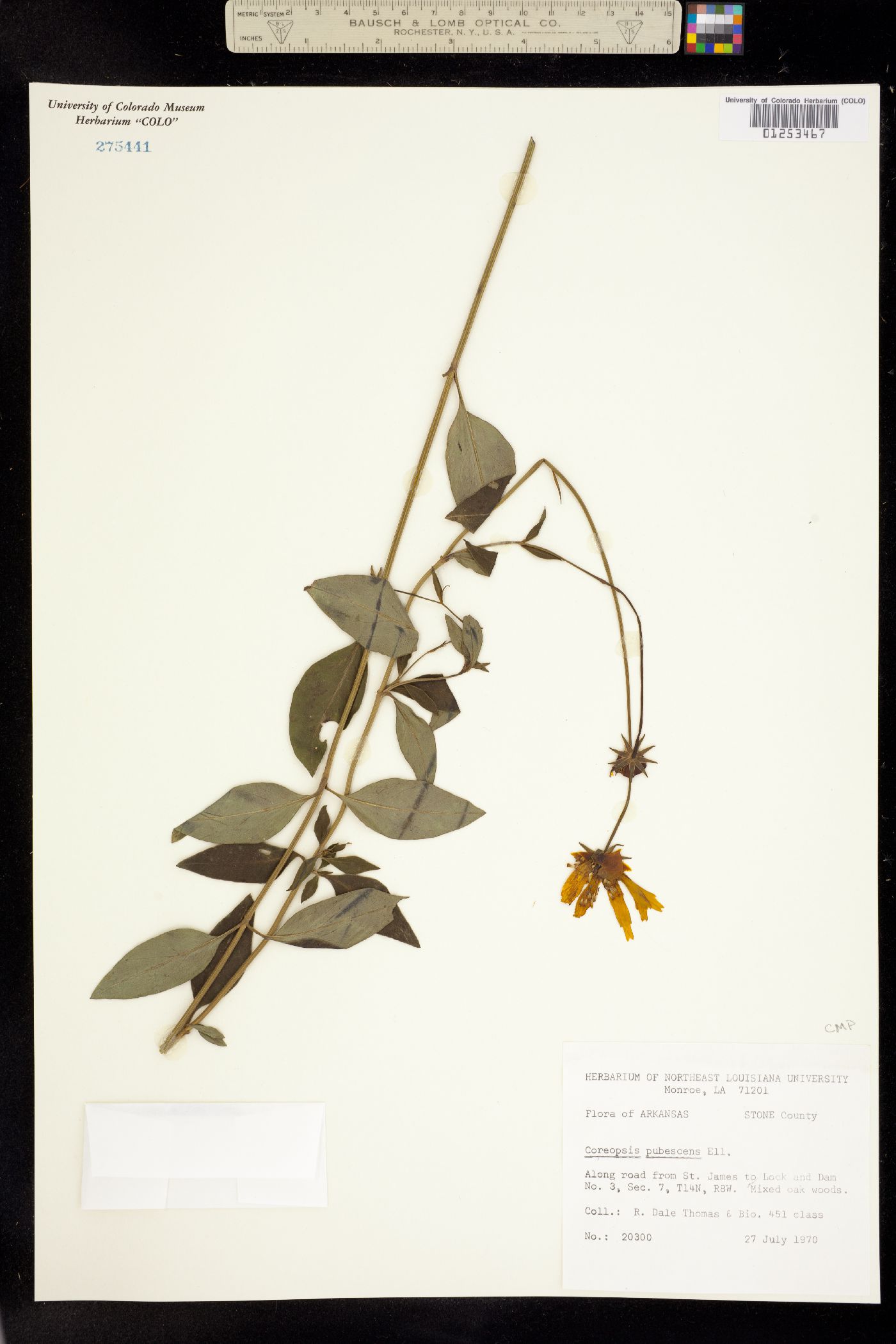 Coreopsis pubescens image