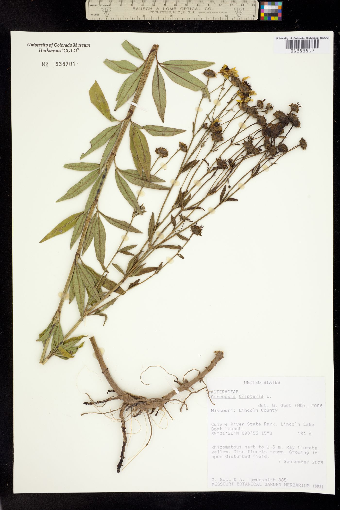Coreopsis tripteris image