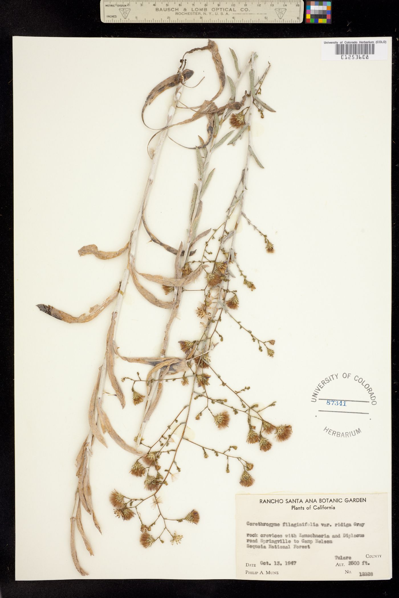 Corethrogyne filaginifolia image