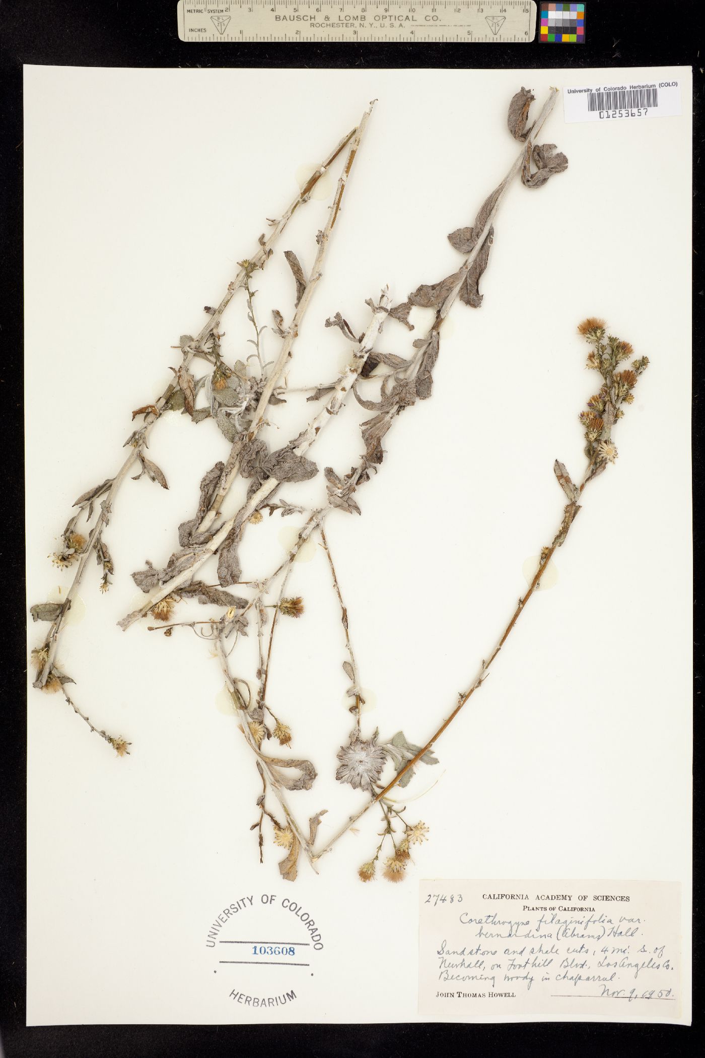 Corethrogyne filaginifolia image