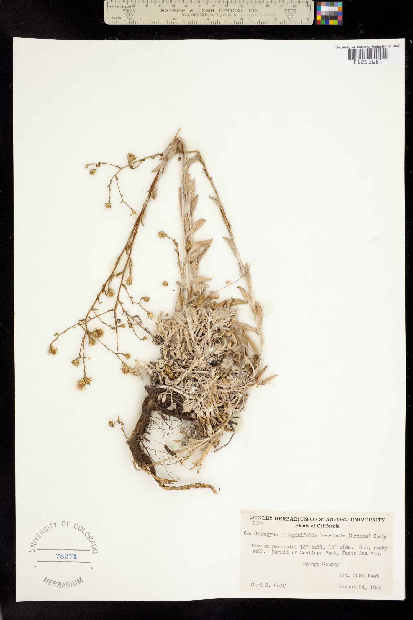 Corethrogyne filaginifolia image