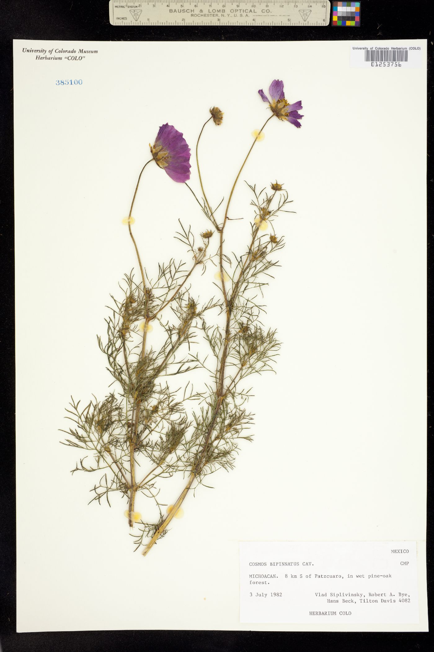 Cosmos bipinnatus image