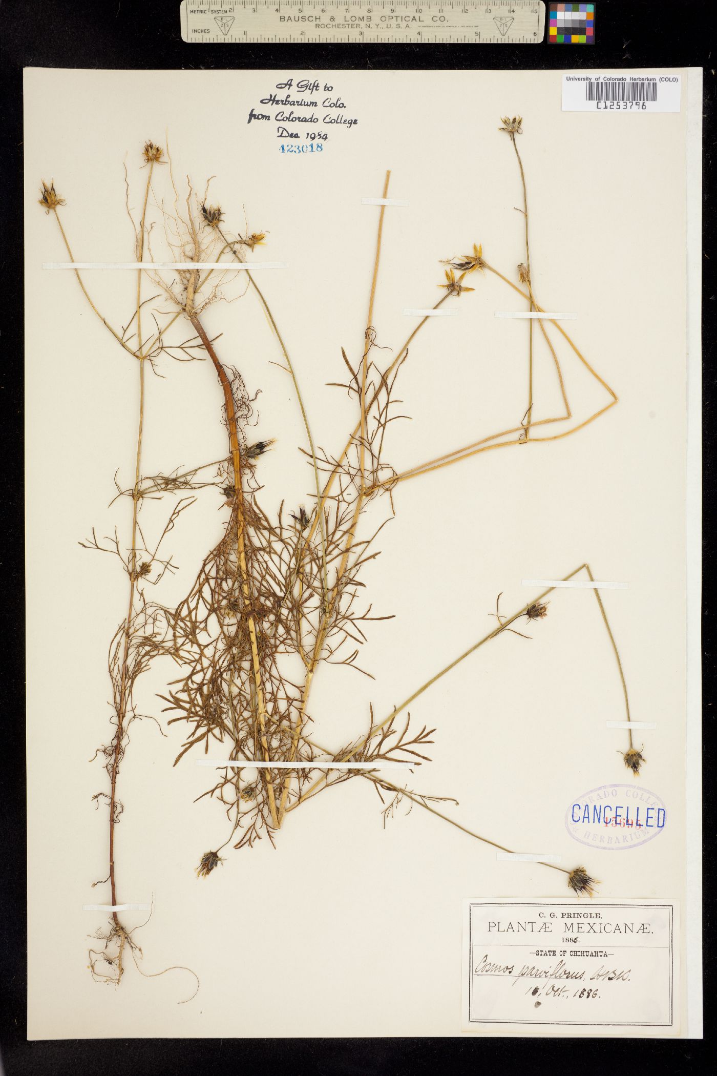 Cosmos parviflorus image