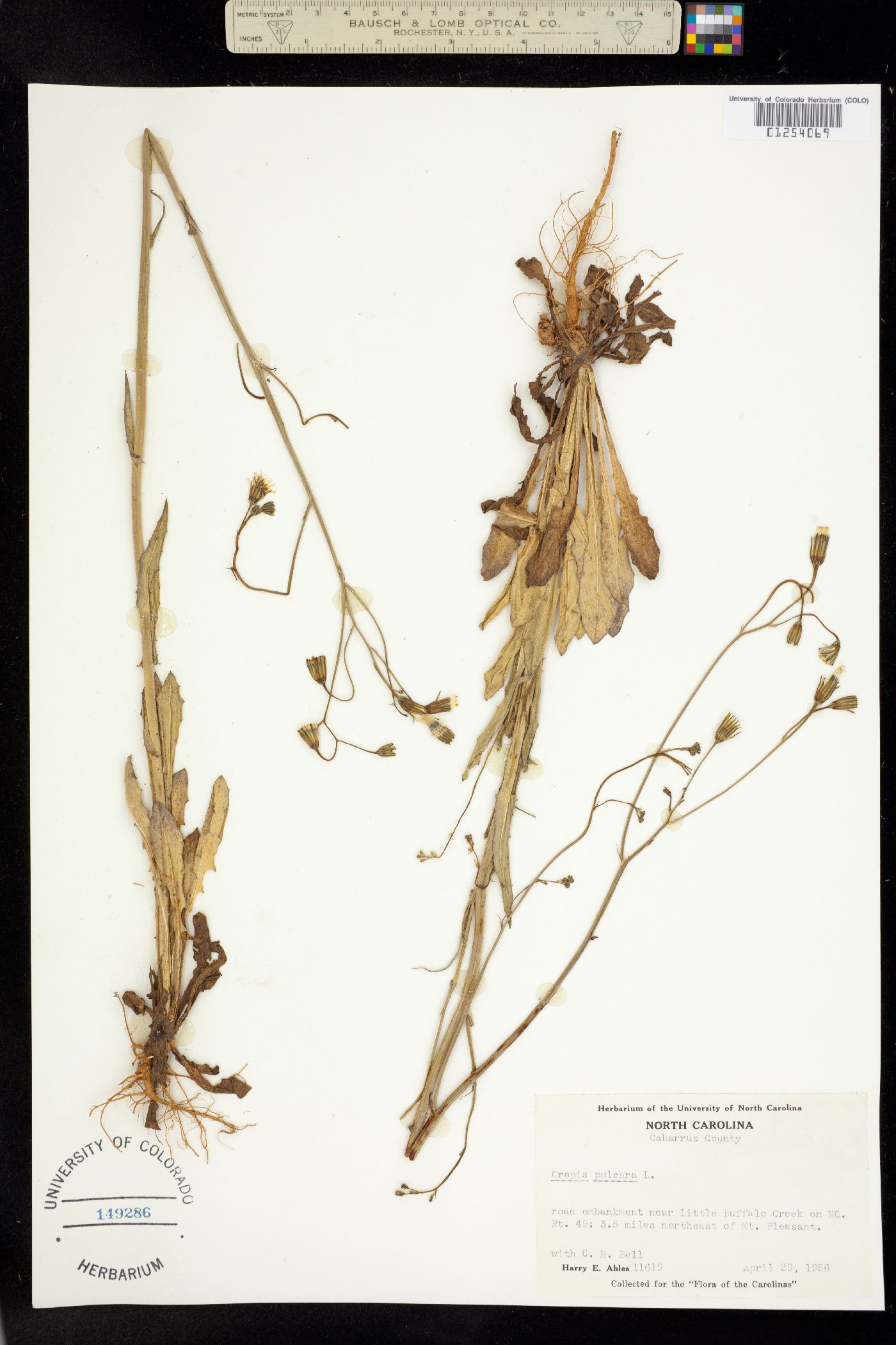 Crepis pulchra image
