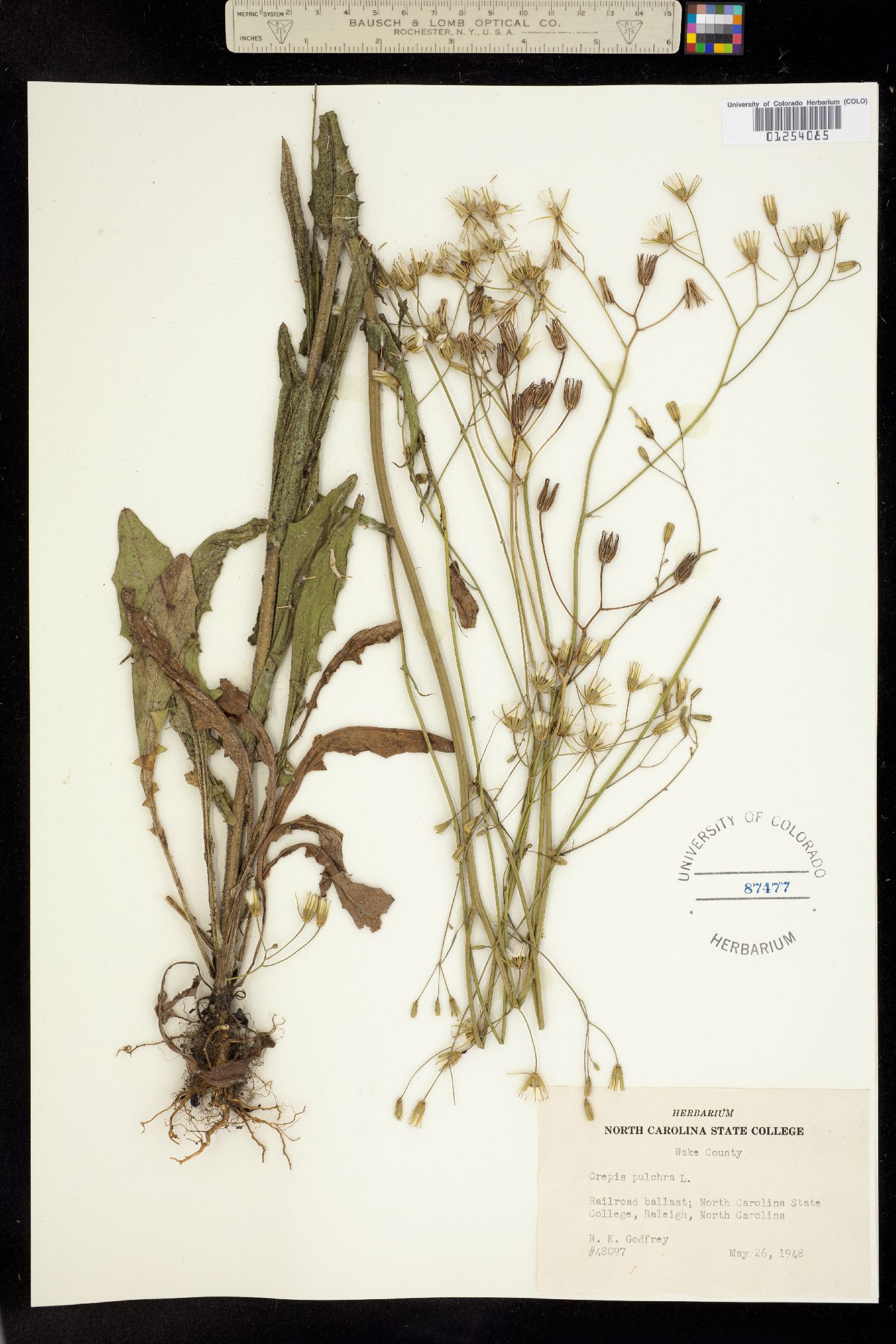 Crepis pulchra image