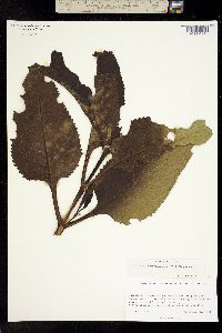 Critonia quadrangularis image