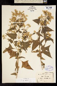 Critonia spinaciifolia image