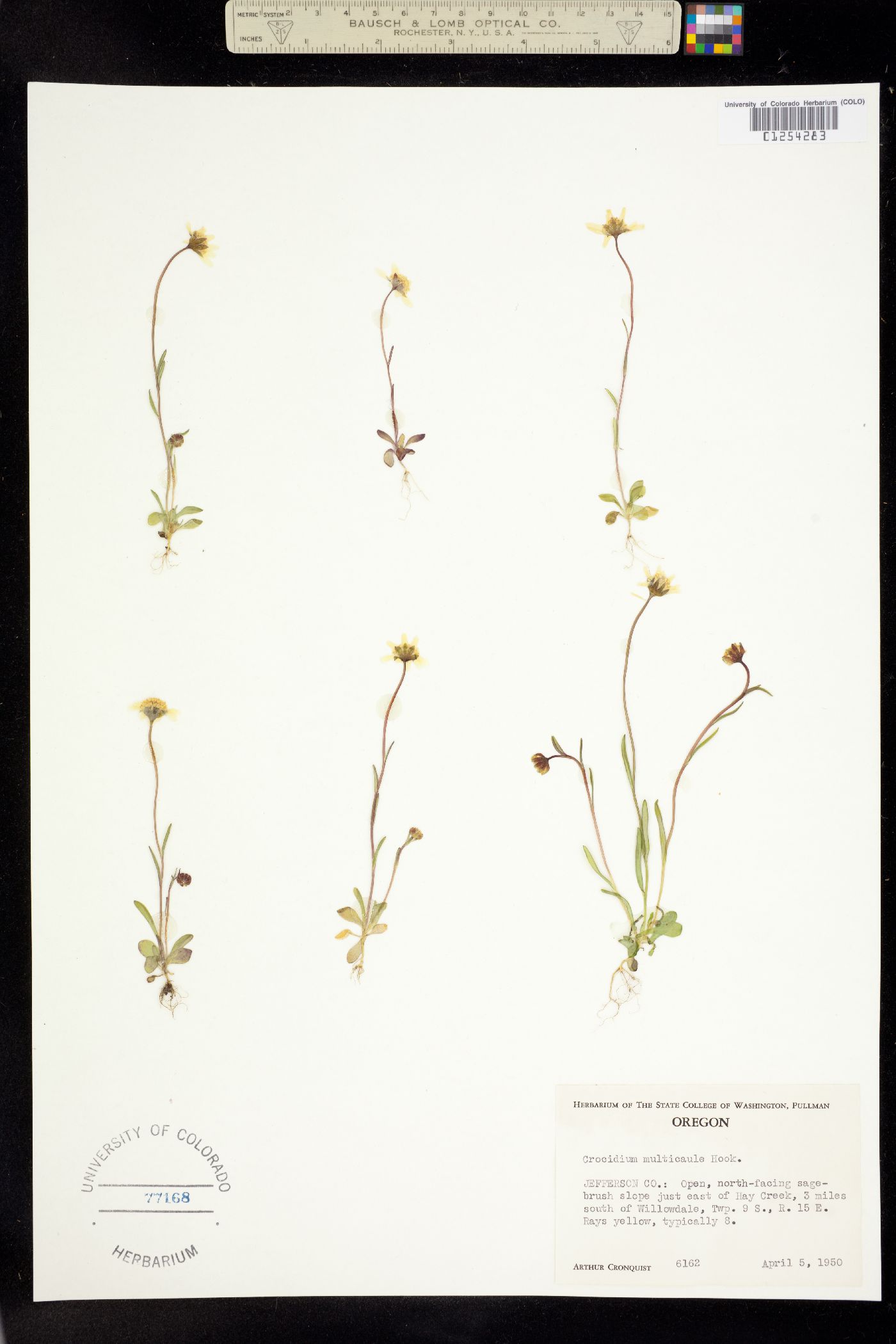 Crocidium image
