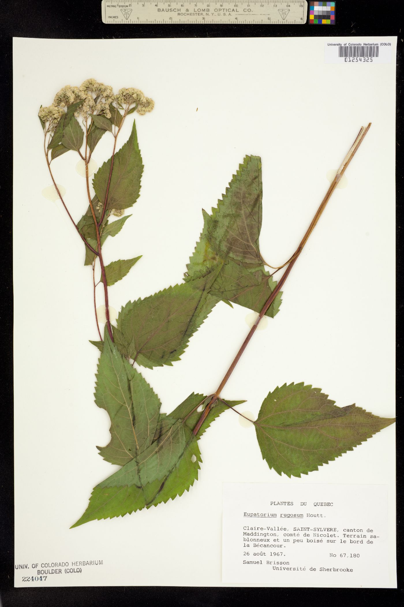 Cronquistianthus bulliferus image