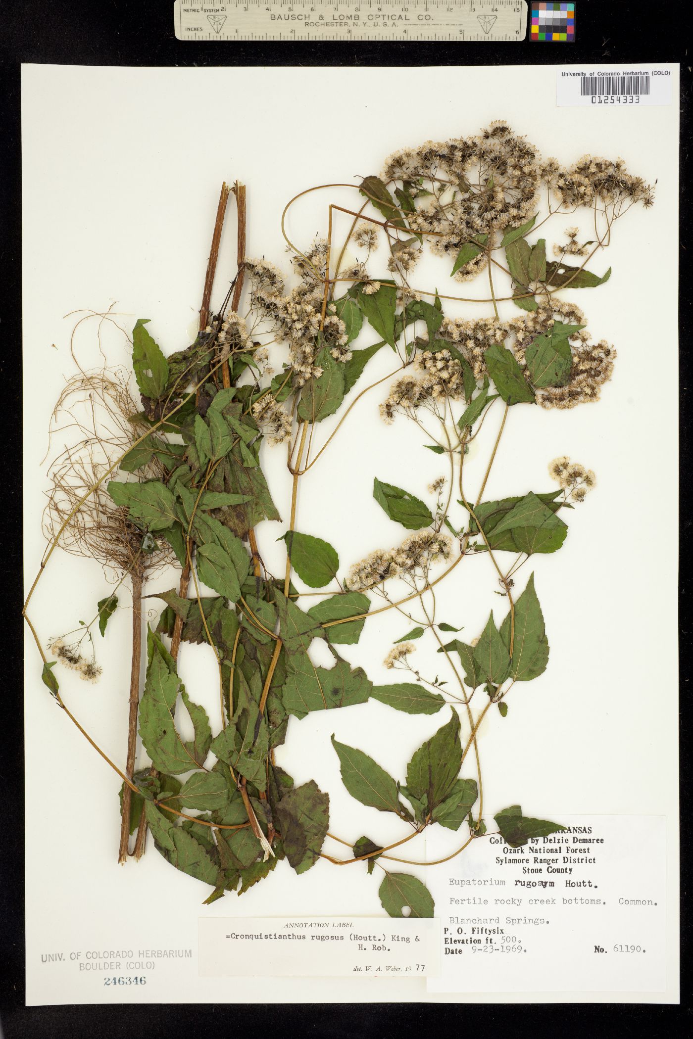 Cronquistianthus bulliferus image