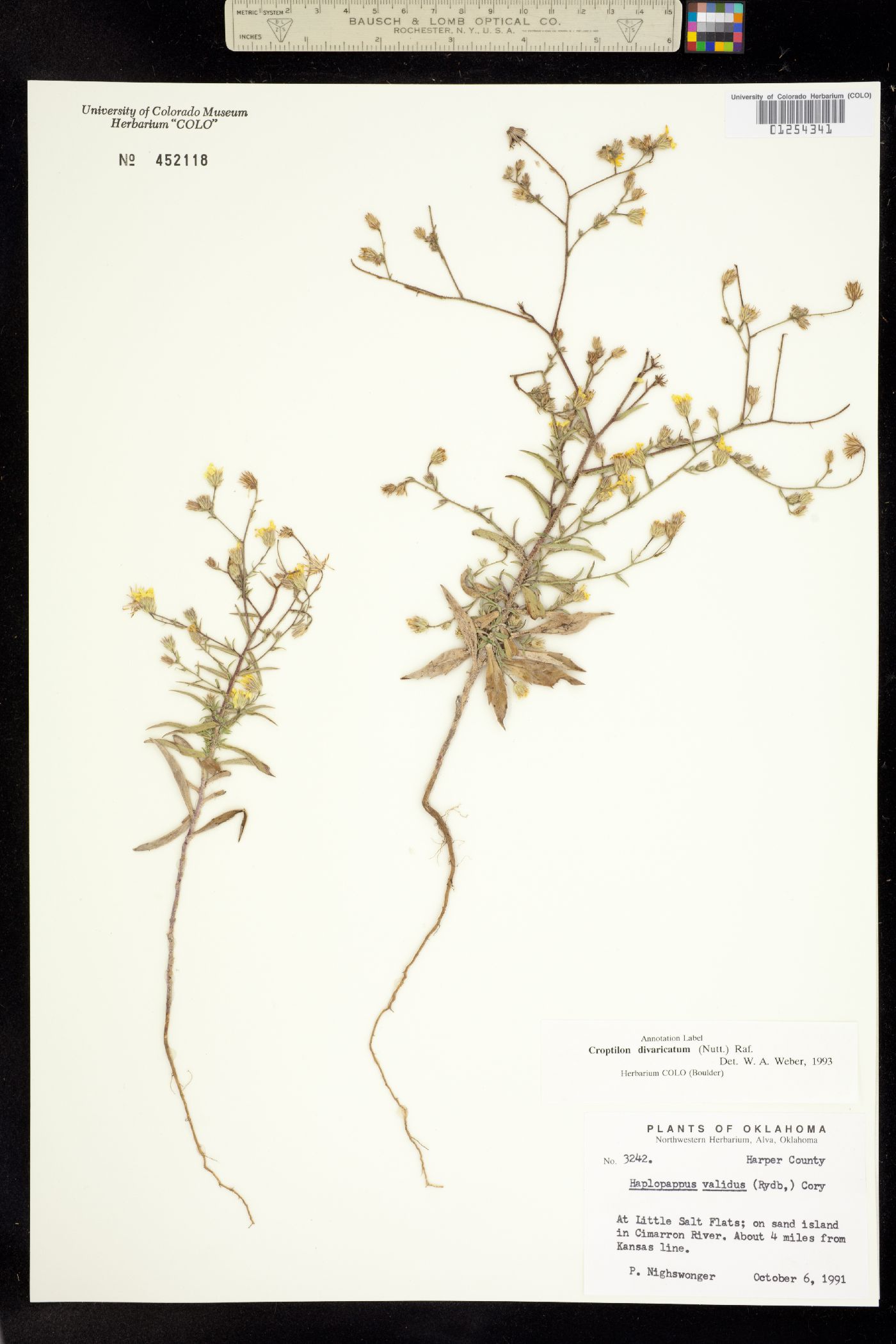 Croptilon divaricatum image