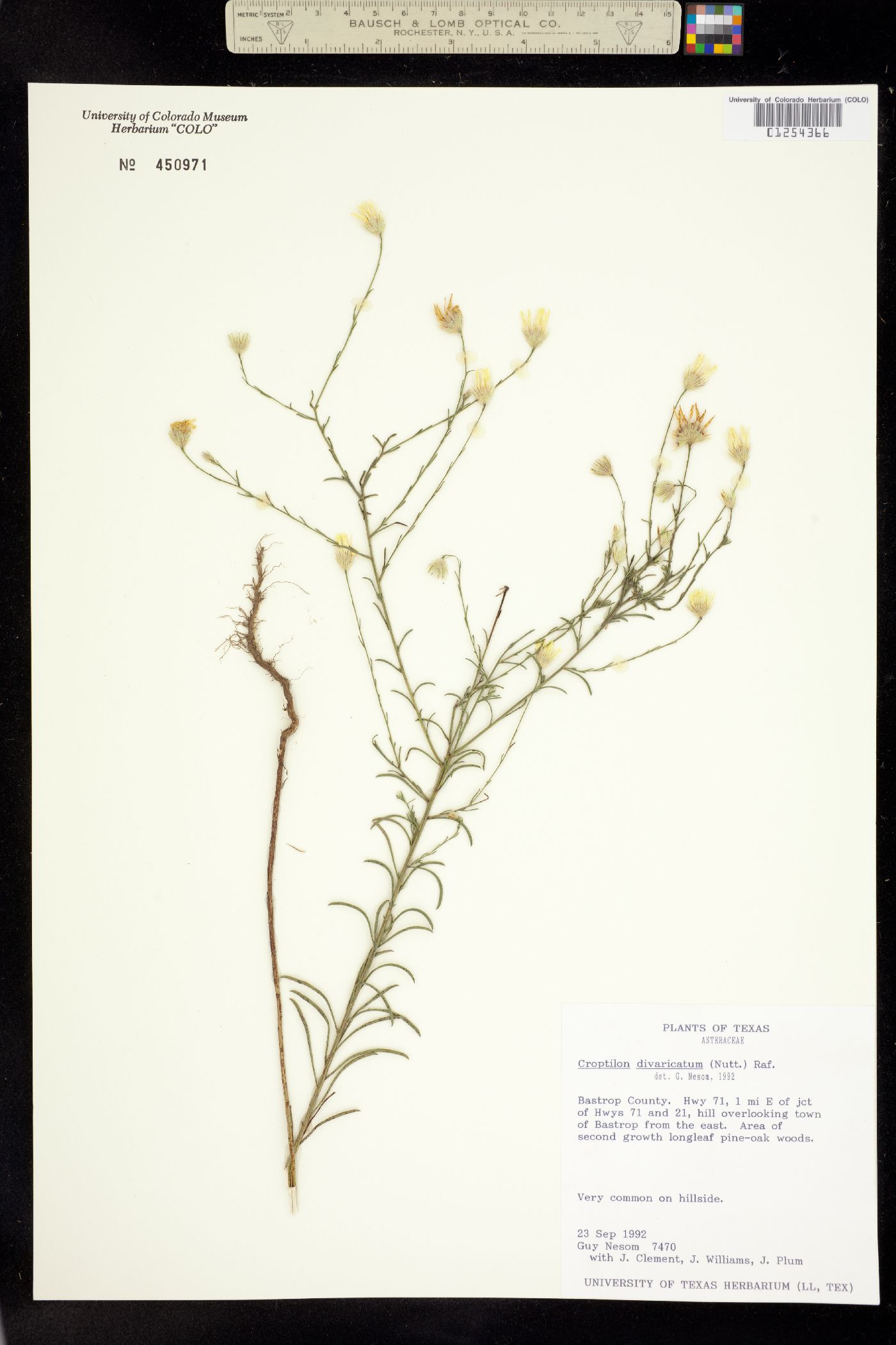 Croptilon divaricatum image