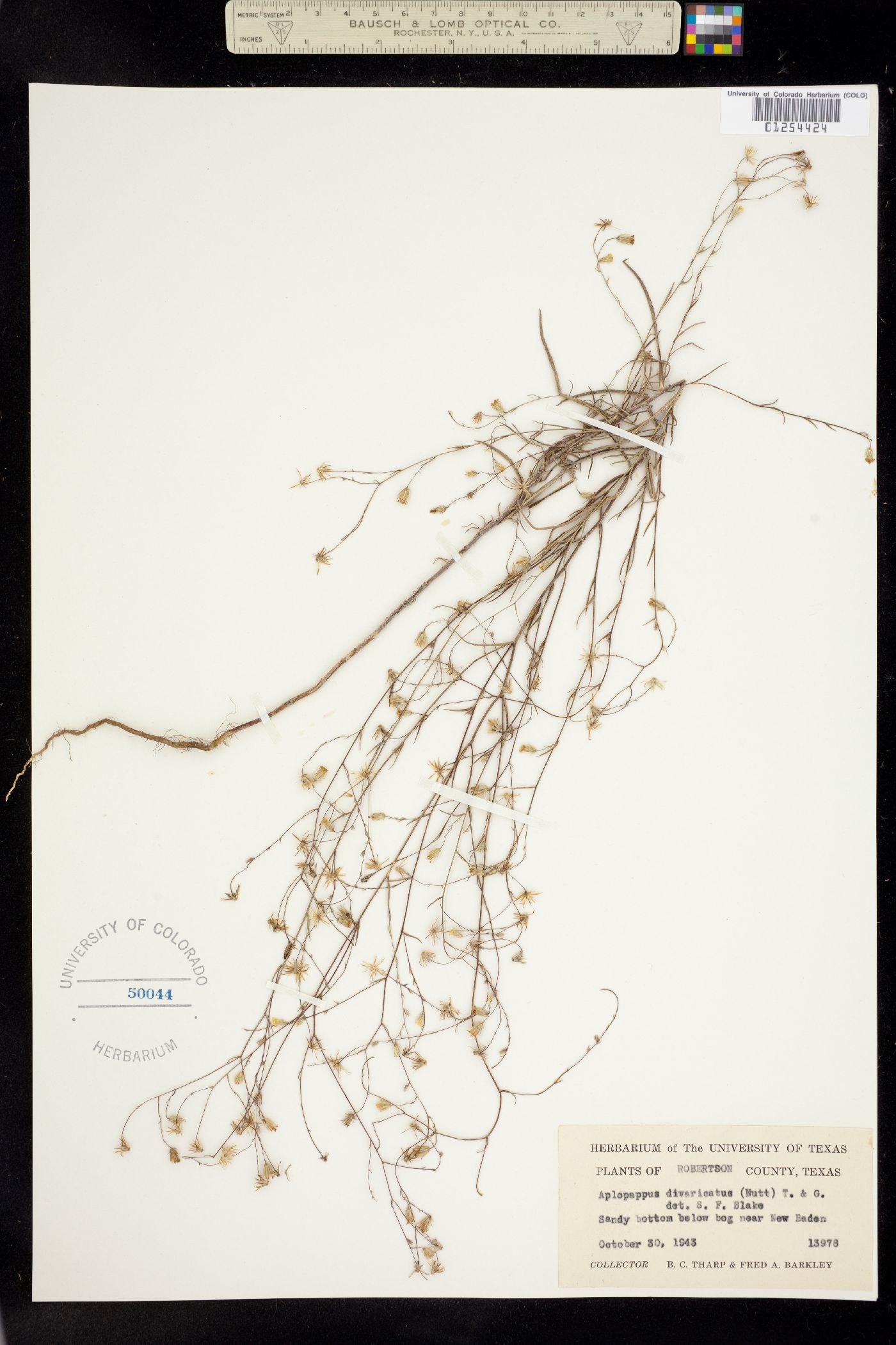 Croptilon divaricatum image