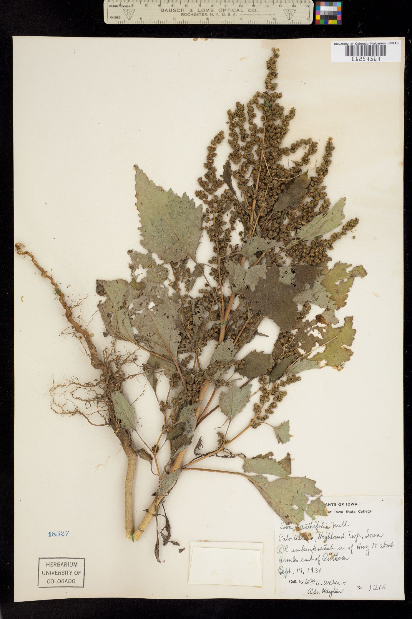 Cyclachaena xanthiifolia image