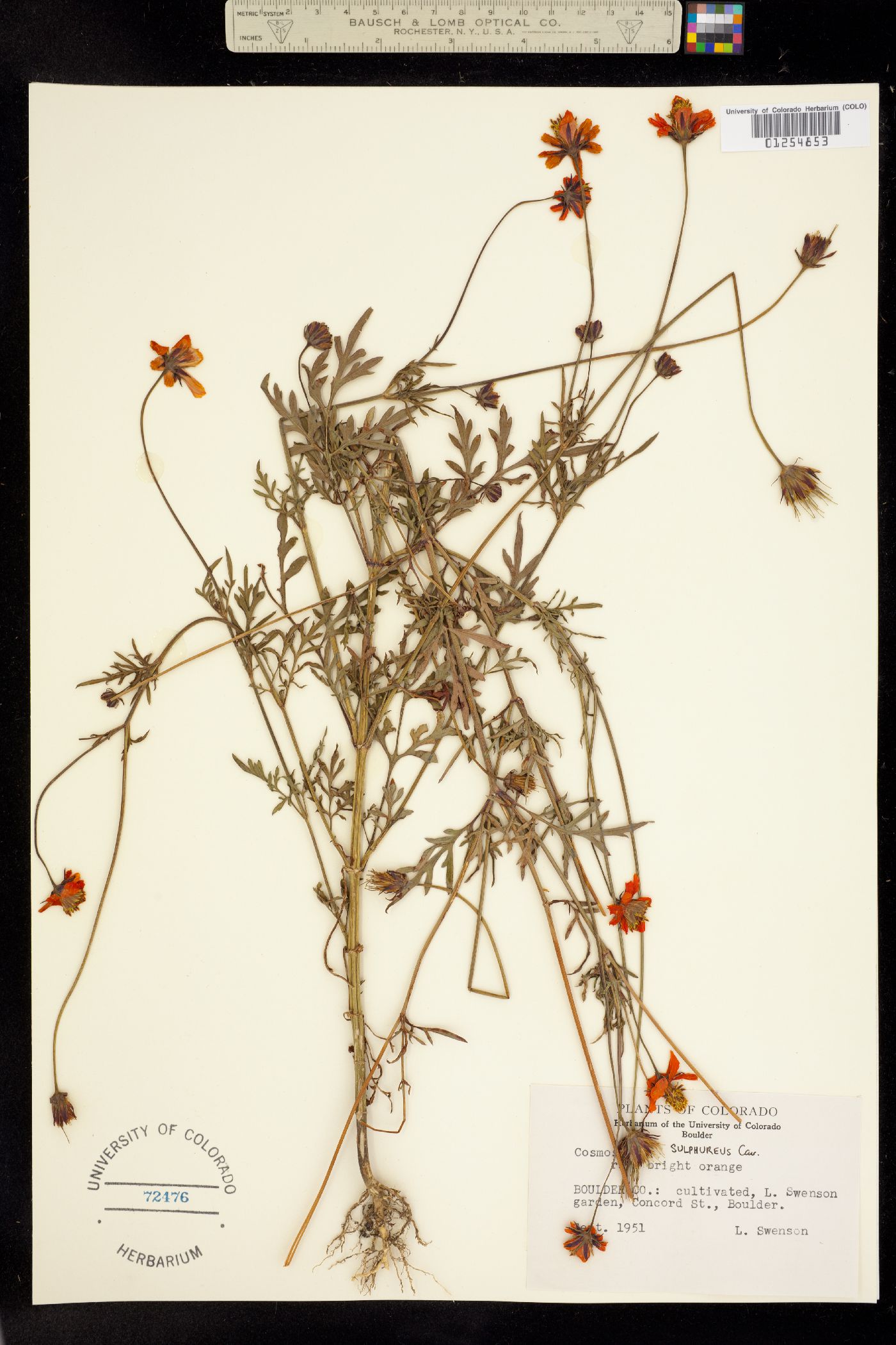 Cosmos sulphureus image