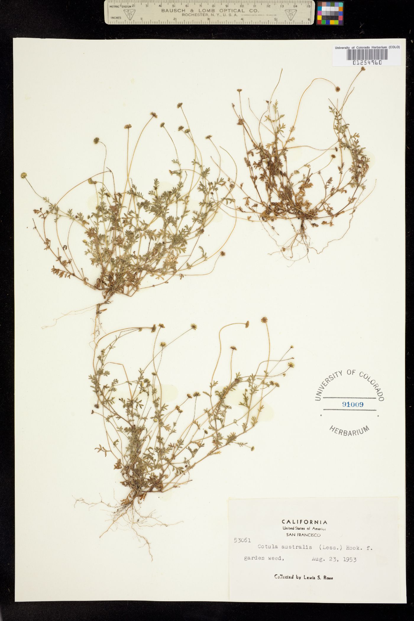 Cotula image