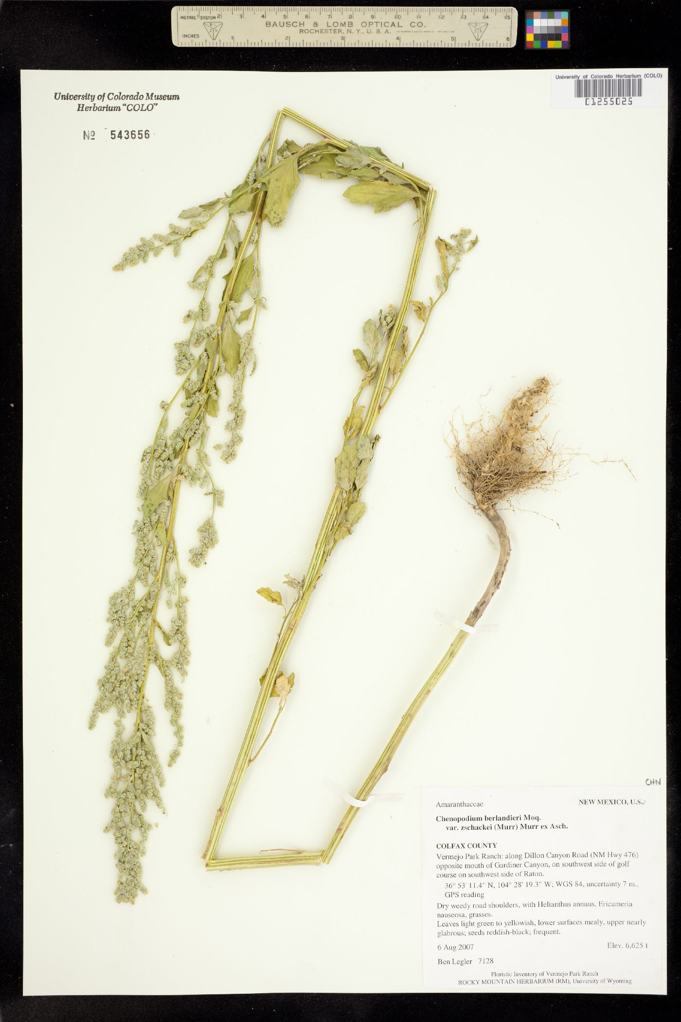 Chenopodium berlandieri image
