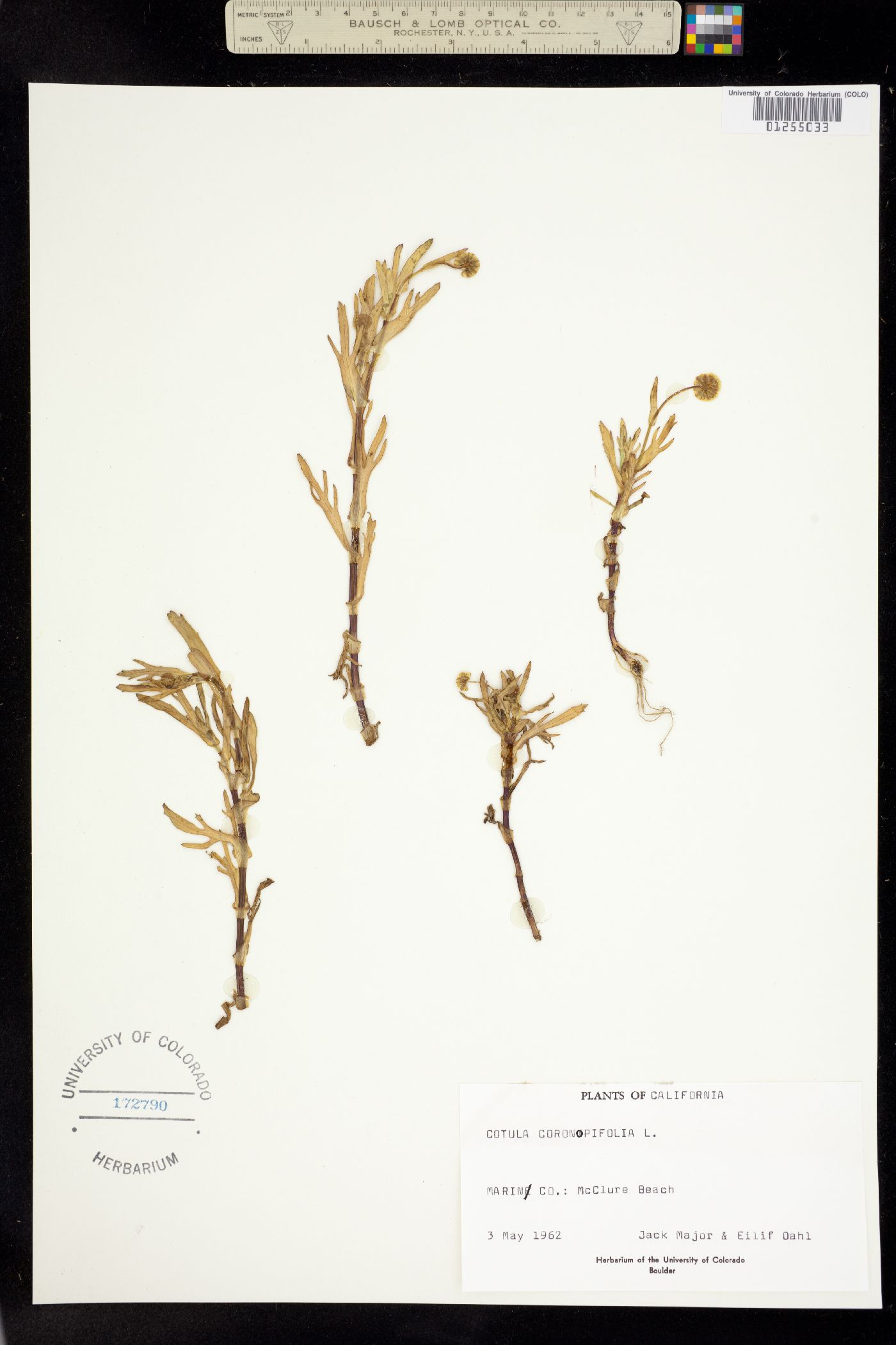 Cotula coronopifolia image