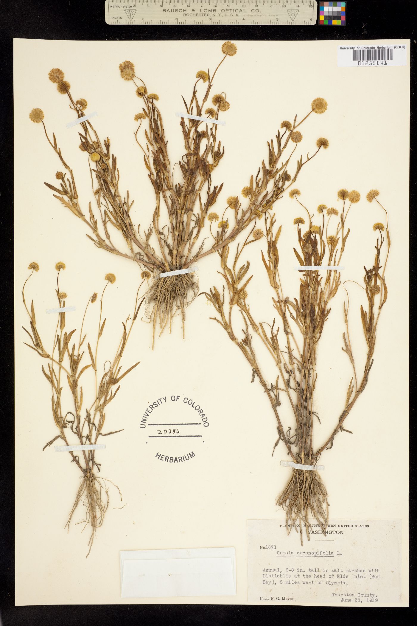 Cotula coronopifolia image