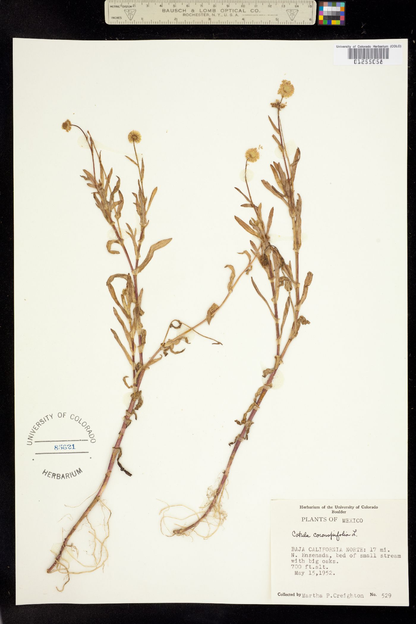 Cotula coronopifolia image