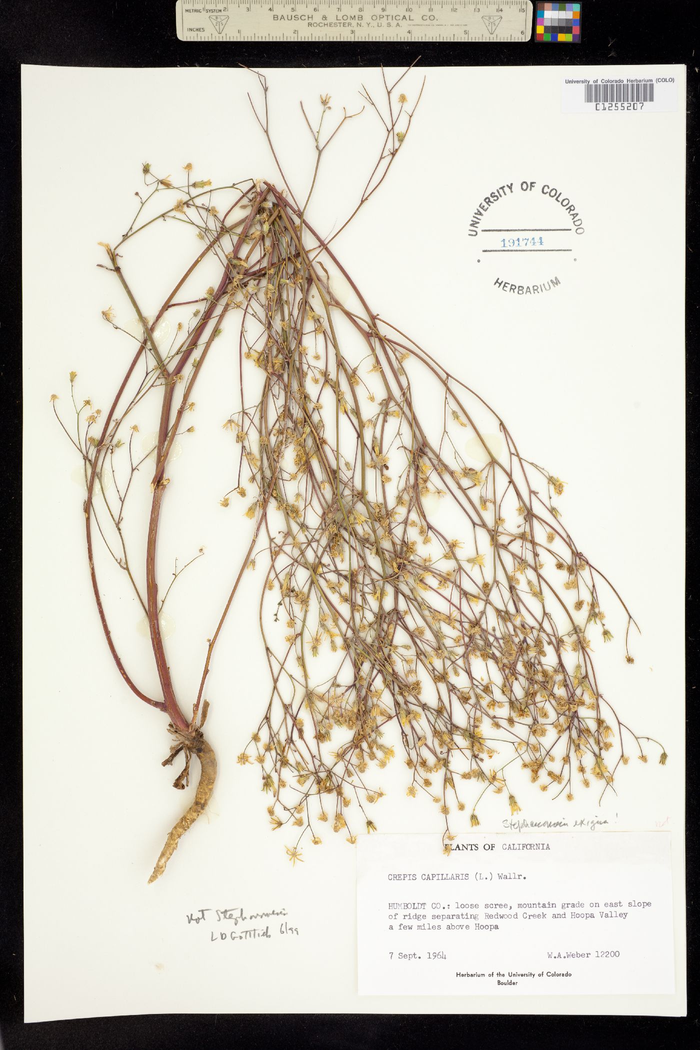 Crepis capillaris image