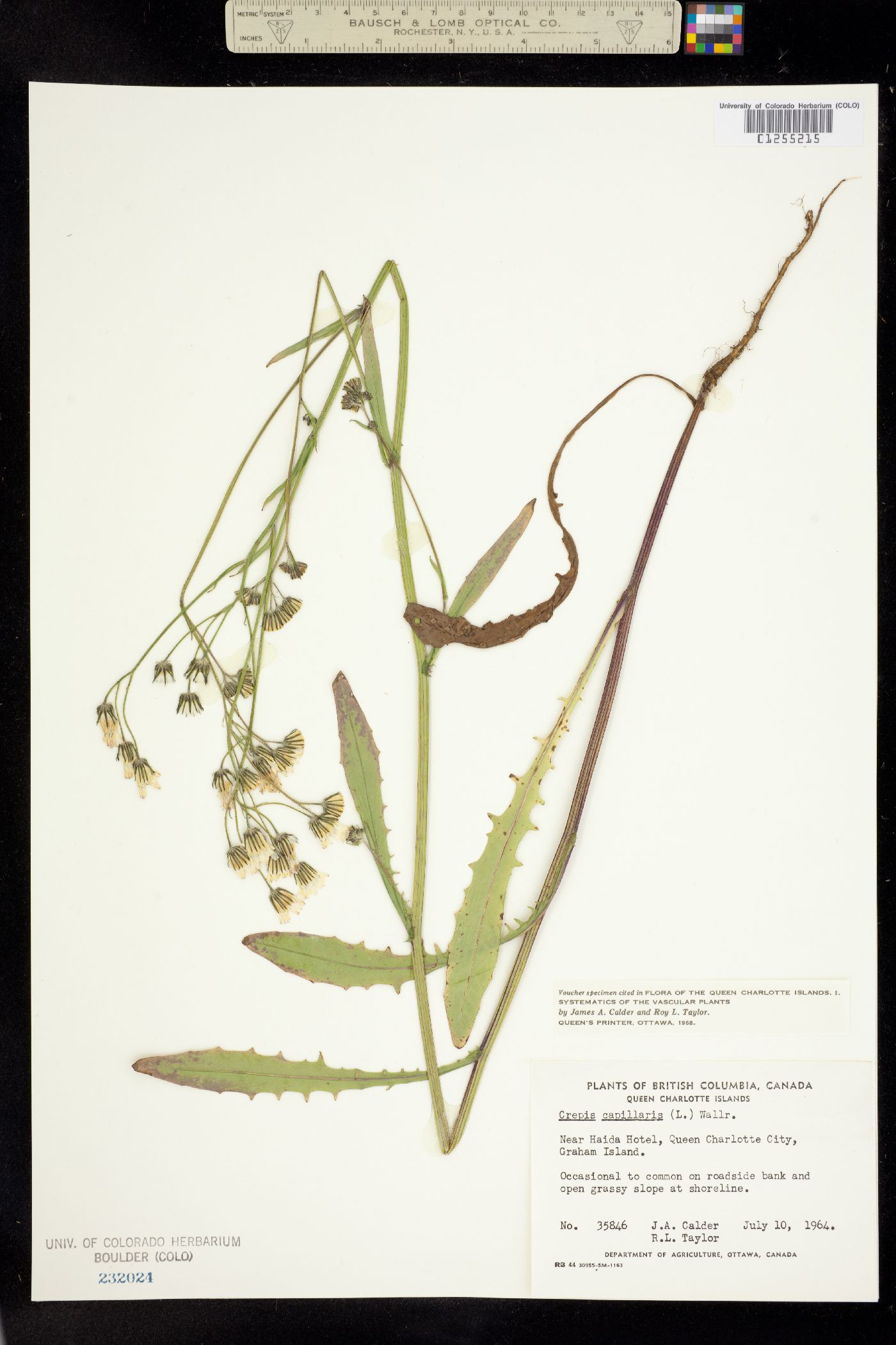 Crepis capillaris image