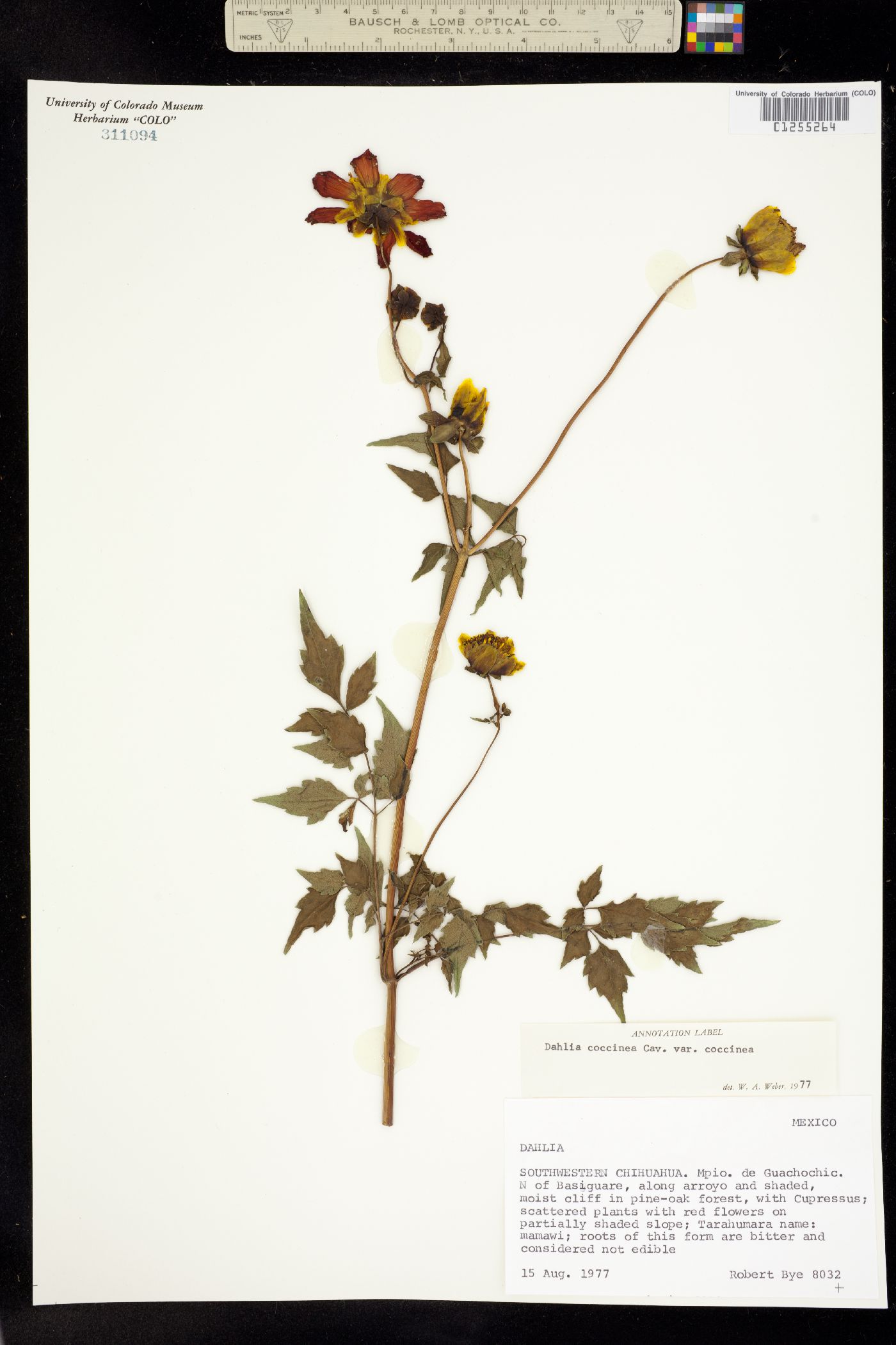 Dahlia coccinea image