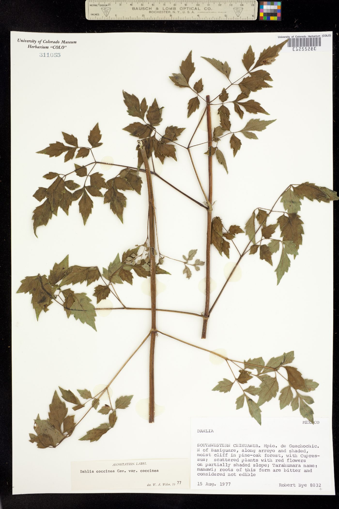 Dahlia image