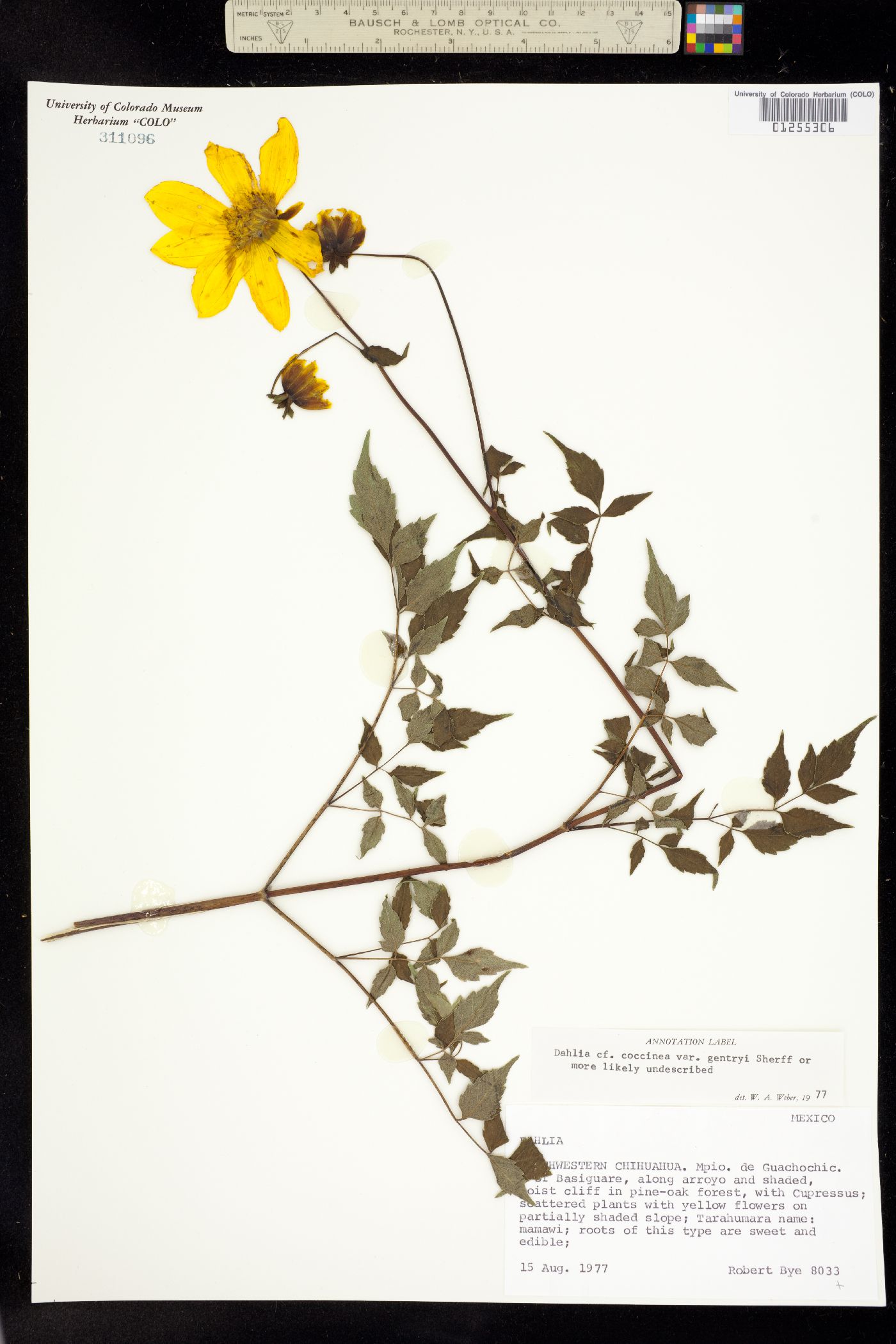 Dahlia coccinea image