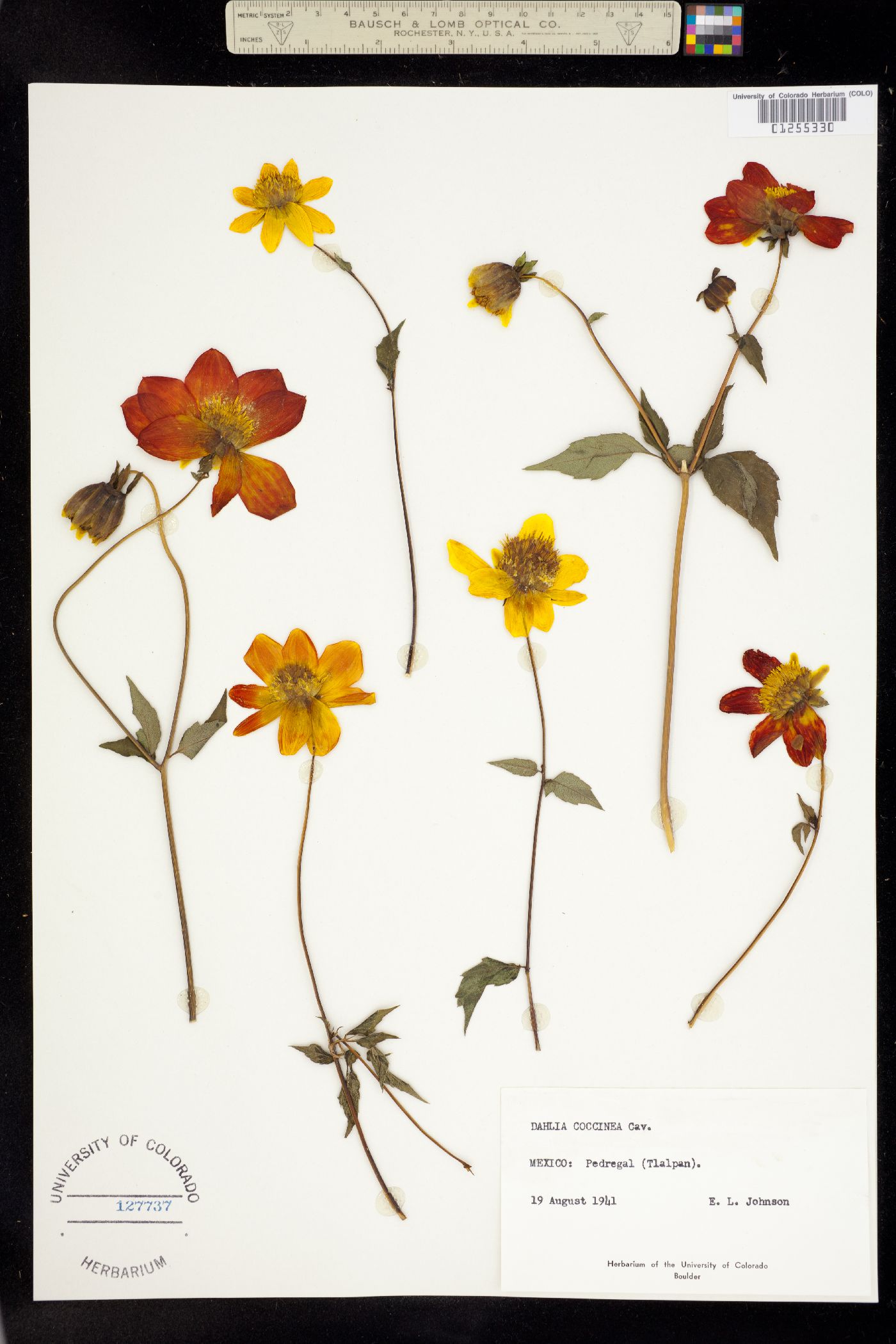 Dahlia coccinea image