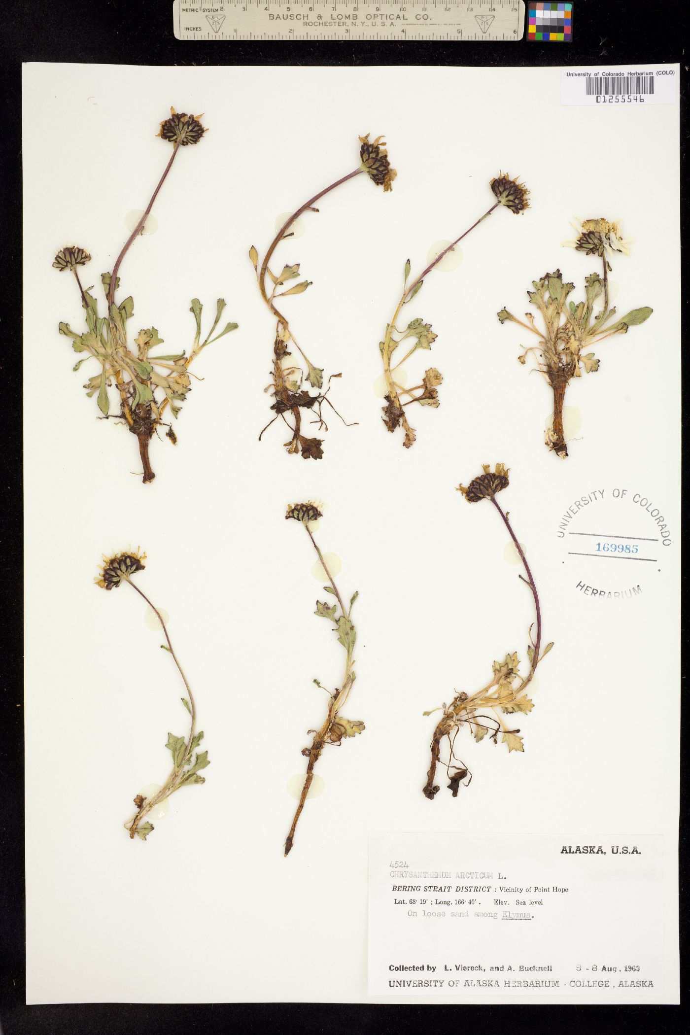 Chrysanthemum arcticum image