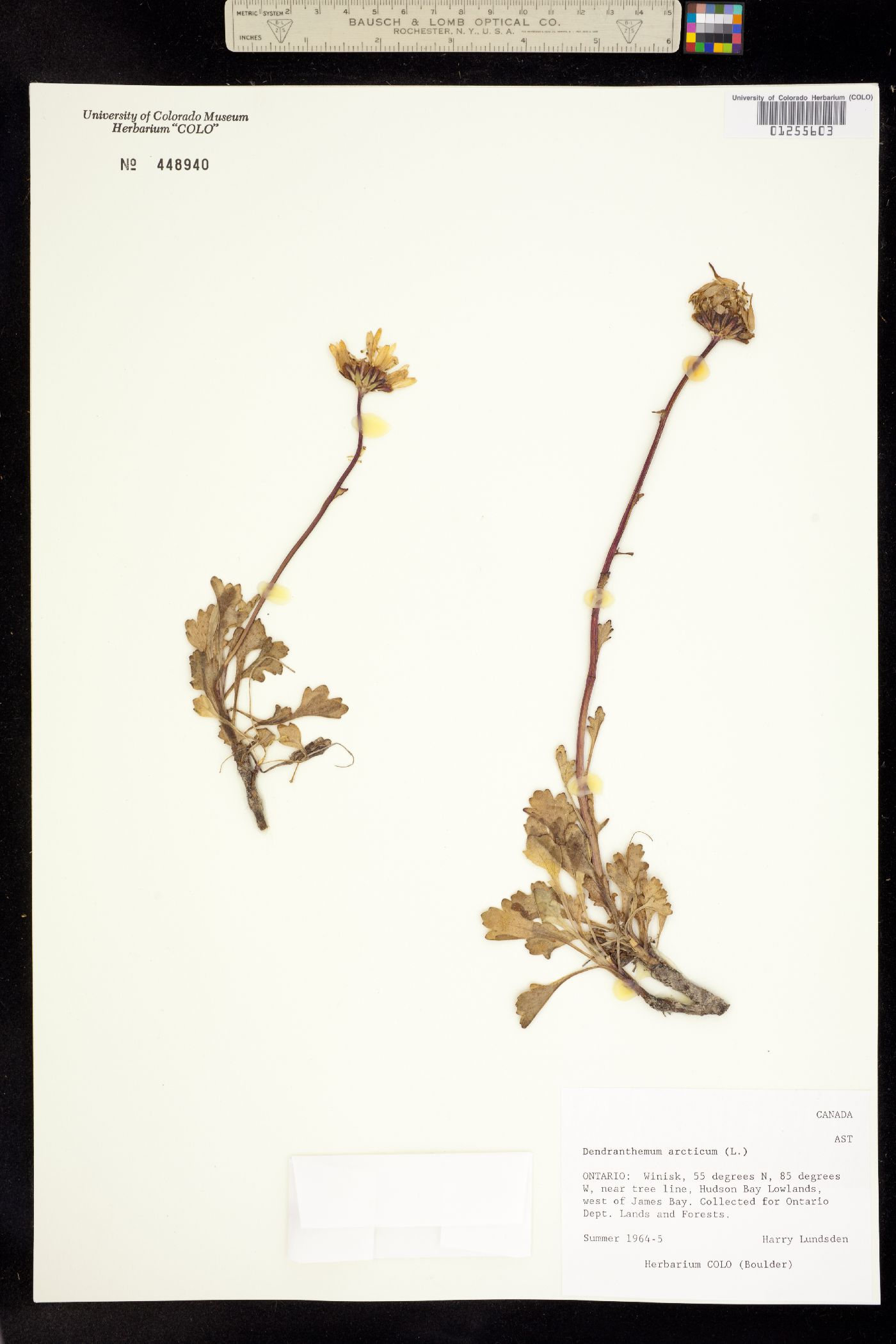 Arctanthemum arcticum image