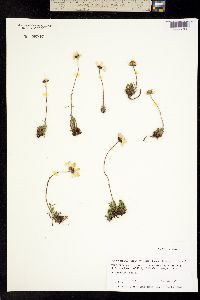 Arctanthemum integrifolium image