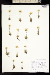 Arctanthemum integrifolium image